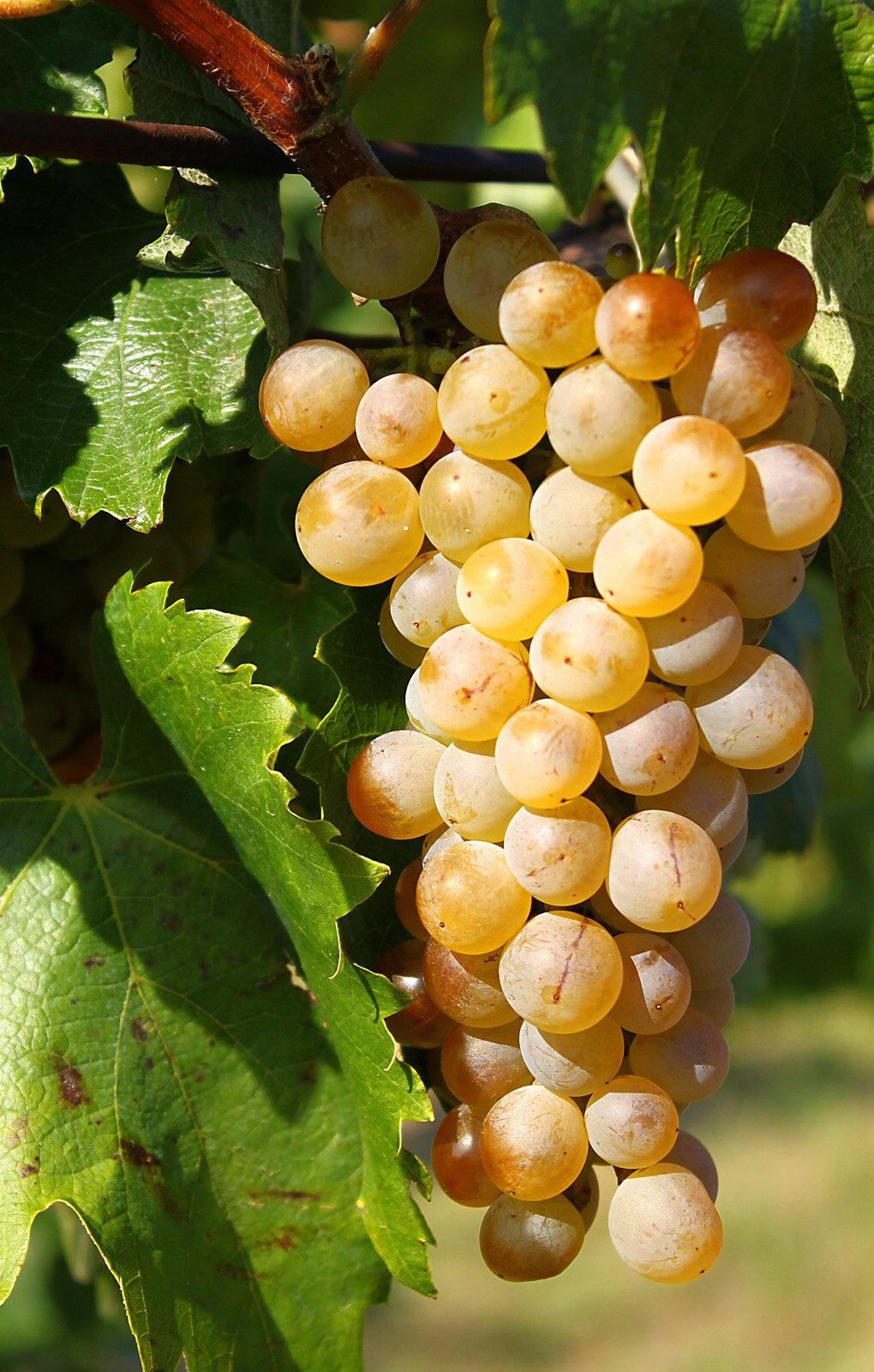 Zdjęcie przedstawia odmianę winorośli Furmint. Widoczna jest kiść winogron złożona z kulistych jagód w kolorze mocno żółtym, miejscami pomarańczowym. Po lewej stronie i u góry liście winorośli.