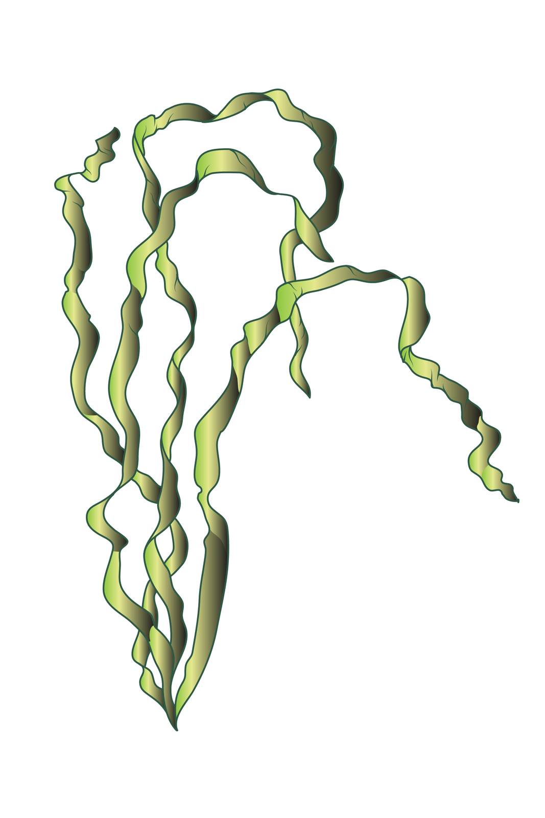 Ilustracja przedstawia trzy zielone, długie, skręcone wstęgi. Wyrastają z jednego miejsca u dołu. To glon z grupy zielenic.