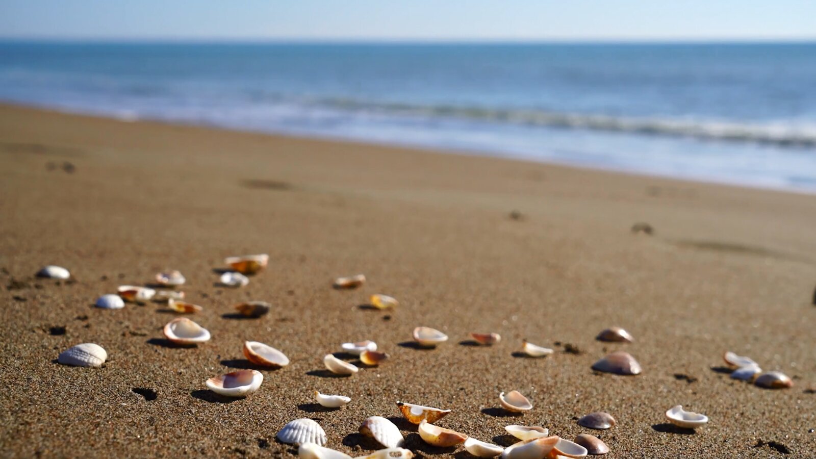   1. Neun Dinge, die man im Urlaub gewöhnlich anders macht.

Die Urlaubszeit – das sind bekanntlich die schönsten Wochen des Jahres, in denen alles ein wenig anders ist als im Alltag. Die Urlaubsatmosphäre erzeugt ein Gefühl von Freiheit und fördert kreative Ideen für die Freizeitgestaltung. Hier findest du neun Dinge, die man im Urlaub gewöhnlich anders macht als sonst.
Ilustracja przedstawia brzeg morski. Na piaszczystej plaży leżą niewielkie muszelki.