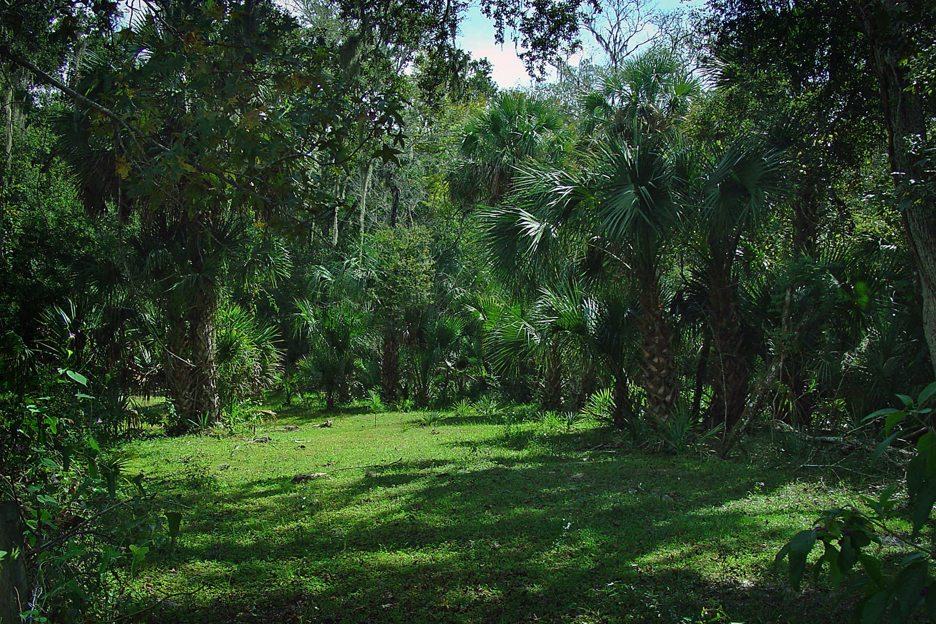 Fotografia prezentuje zielony las równikowy. Drzewa maja rozłożyste korony. Na pierwszym planie widać polanę pokryta trawą.