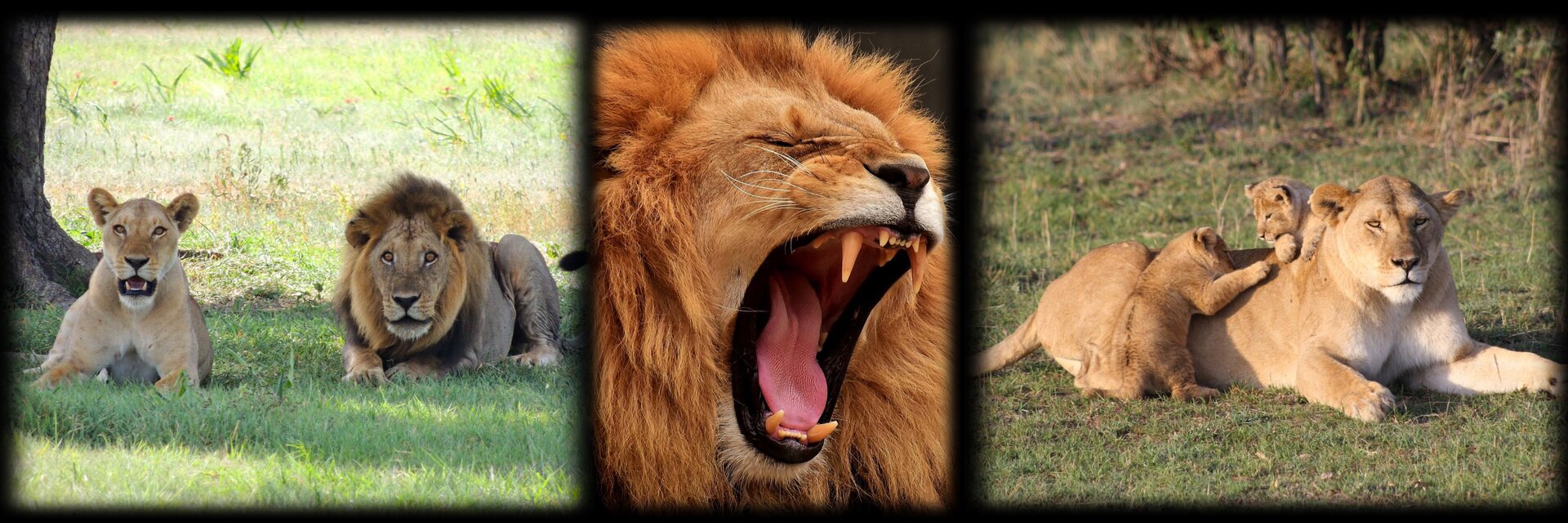 Grafika przedstawia trzy zdjęcia lwów. Na pierwszym od lewej widnieje lwica i lew leżący na trawie. Zwierzęta mają otwarte paszcze. Na drugim zdjęciu widać zbliżenie otwartej paszy lwa, z której wystają wielkie kły. Na trzecim zdjęciu widać leżącą lwicę z przymrużonymi oczami. Na jej grzbiecie bawią się dwa lwiątka.