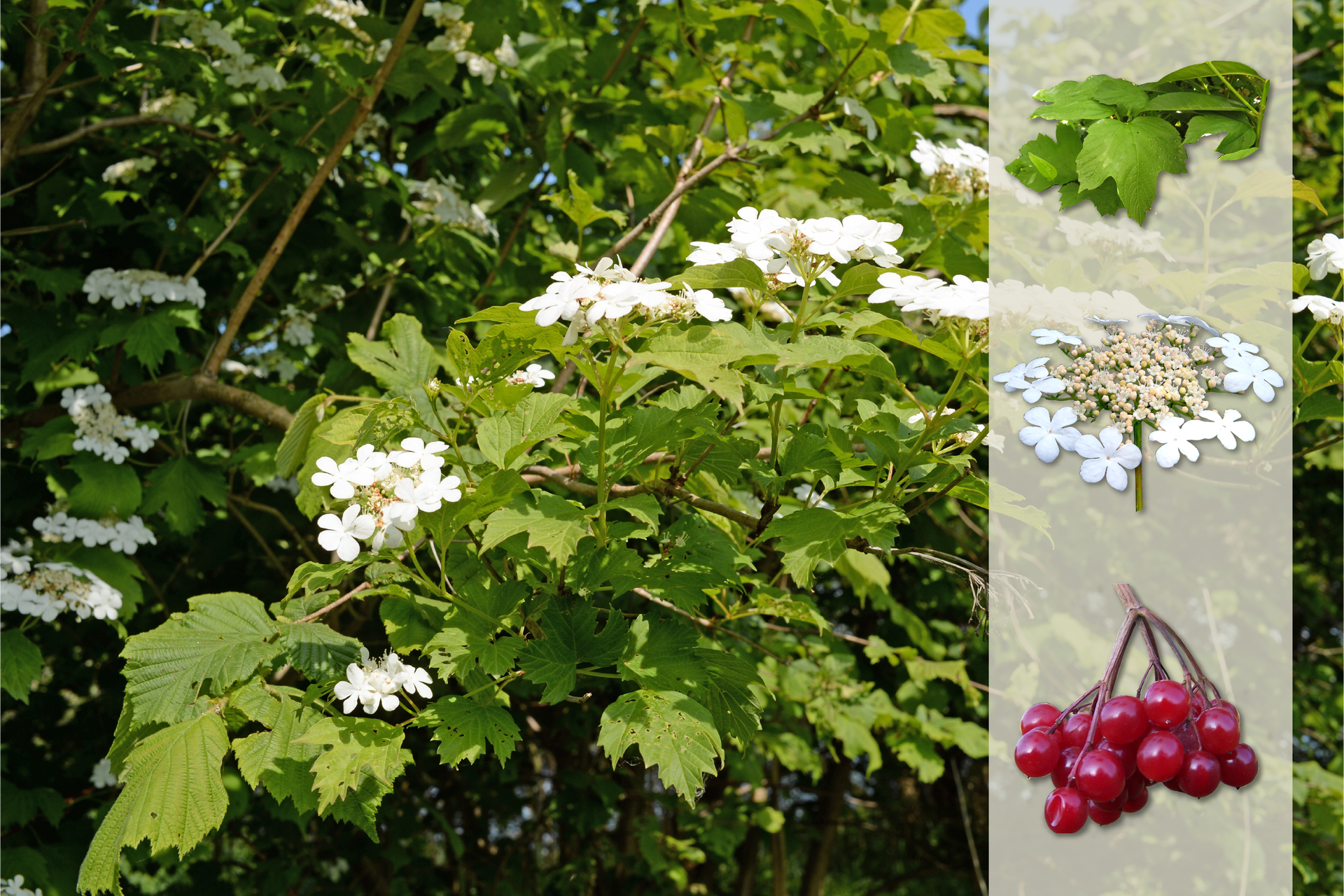 Fotografia przedstawia biało kwitnący krzew kaliny w ogrodzie. Na pasku z prawej strony pokazane są od góry: liście, niżej baldachowaty kwiatostan z białymi kwiatami na obrzeżach, na dole gałązka z czerwonymi, kulistymi owocami.