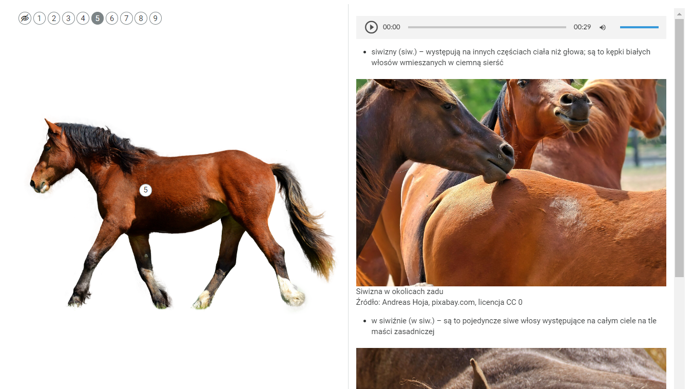 Ilustracja przedstawia infografikę konia z wybranym punktem piątym. Na białym tle znajduje się brązowy koń. W lewy górnym rogu widoczna jest ikona przekreślonego oka. W lewym górnym rogu widoczne są okrągłe ikony ułożone w poziomie. Pierwsza przedstawia przekreślone oko, a kolejne to cyfry od jeden do dziewięć. Wybrany został punkt piąty. Po prawej stronie ekranu wyświetla się plansza z opisem wybranego elementu oraz zdjęciem.