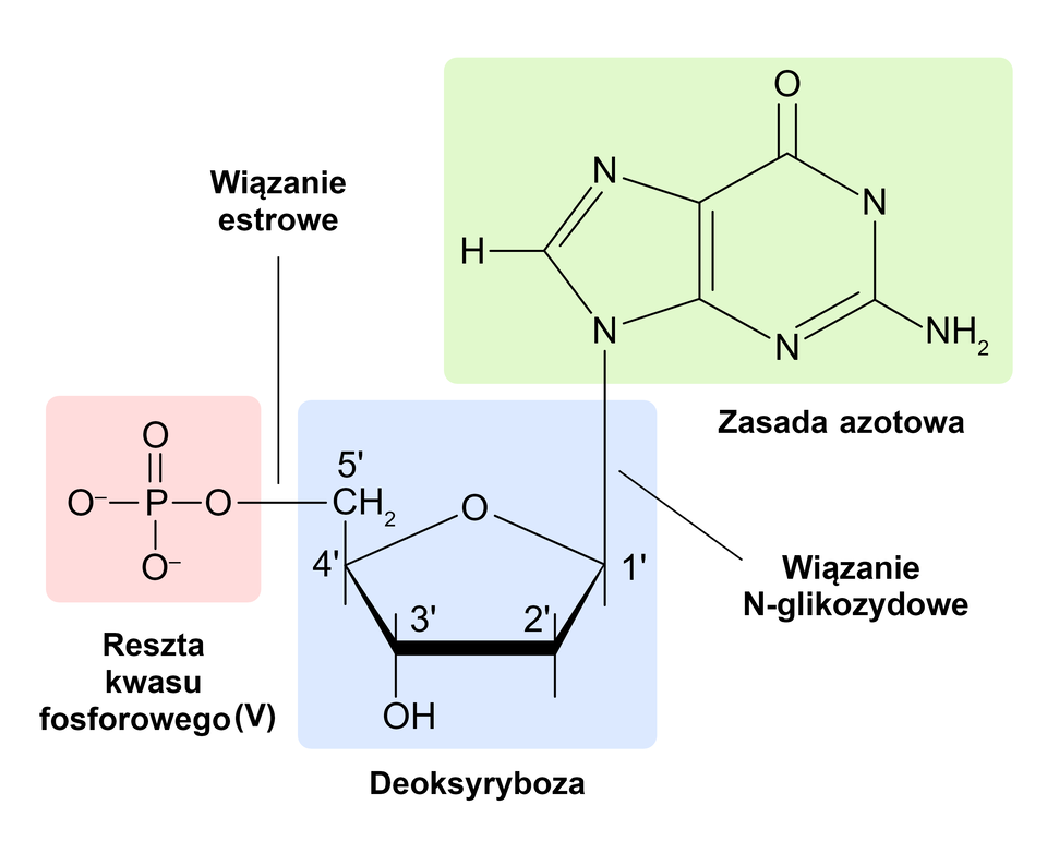 Grafika przedstawia budowę nukleotydu. Składa się on z reszty kwasu fosforowego pięć połączonego wiązaniem estrowym z pierścieniem deoksyrybozy. Pięciowęglowa deoksyryboza połączona jest wiązaniem N‑glikozydowym z zasadą azotową.  