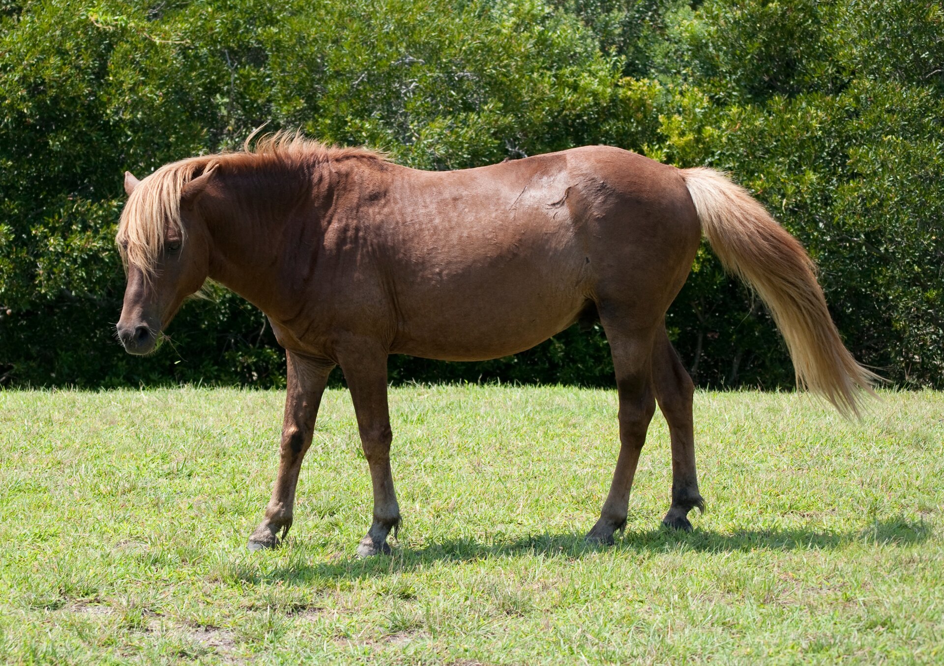 Koń kasztanowaty Koń kasztanowaty Źródło: Notyourbroom, licencja: CC BY 3.0.