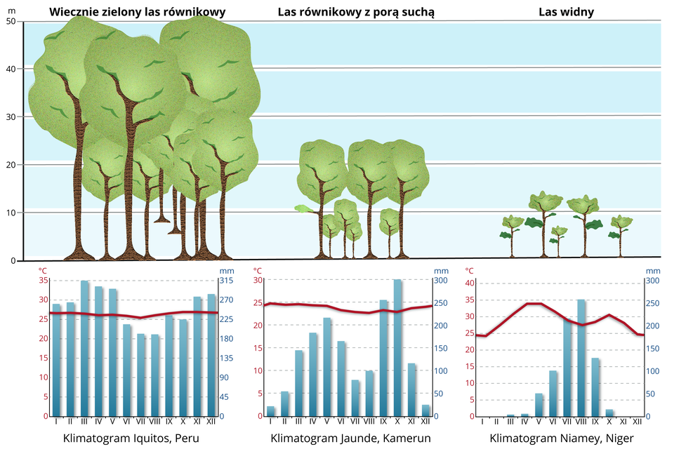 Ilustracja przedstawia wpływ klimatu na roślinność strefy równikowej i podrównikowej. Na ilustracji są trzy rodzaje lasów. Wiecznie zielony las równikowy: drzewa osiągają 50 metrów. Pod ilustracją z drzewami jest klimatogram Iquitos w Peru. Temperatura w ciągu roku utrzymuje się w granicach 25 stopni Celsjusza. Opady występują we wszyskich miesiącach roku. Najwyższe są w marcu - 315 milimetrów. Najniższe w lipcu i sierpniu 180 milimetrów. Las równikowy z porą suchą: drzewa osiągają wysokość około 25 metrów. Klimatogram  Jaunde, Kamerun: średnia temperatura w roku wynosi 25 stopni Celsjusza. Opady są przez cały rok - najwyższe w październiku 300 milimetrów, najniższe w styczniu i w grudniu około 25 milimetrów. Las widny: drzewa osiągają wysokość około 10‑12 metrów. Klimatogram Niamey, Niger : przez cały rok temperatura utrzymuje się powyżej 25 stopni Celsjusza. Najwyższa jest kwiecień‑maj - prawie 35 stopni Celsjusza, najniższa w grudniu i w styczniu 25 stopni. Brak opadów: listopad, grudzień, styczeń, luty, znikome opady w marcu, w kwietniu i w październiku. Najwyższa ilość opadów przypada w sierpniu 250 milimetrów, w lipcu 200 milimetrów.     