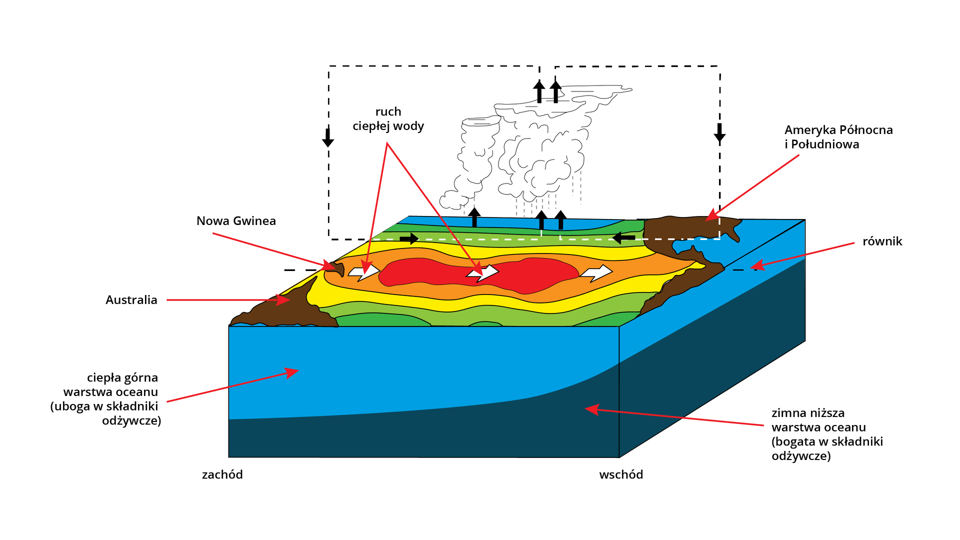 Schemat przedstawia zjawisko El Niño. Na schemacie przedstawiono przekrój przez ocean i płytę kontynentu. Po wschodniej stronie znajdują się Ameryki Północna i Południowa. Po zachodniej Nowa Gwinea i Australia. Na wysokości równika pokazany jest ruch ciepłej wody w kierunku od Nowej Gwinei i Australii do Ameryki Południowej i Północnej. Pomiędzy kontynentami, w trakcie ruchu ciepłej wody następuje unoszenie się pary wodnej znad oceanu ku górze, a następnie skraplanie części wody. Para wodna wędruje w dwóch kierunkach, zarówno wschodnim do Ameryki Północnej i Południowej, jak i zachodniej, w kierunku Australii i Nowej Gwinei. W zimnej, niższej warstwie oceanu znajdują się bogate składniki odżywcze. W ciepłej, górnej warstwie są ubogie składniki odżywcze. Zimne warstwy oceanu na schemacie umiejscowione są w pobliżu Ameryki Północnej i Południowej. Ciepłe w pobliżu Nowej Gwinei i Australii.