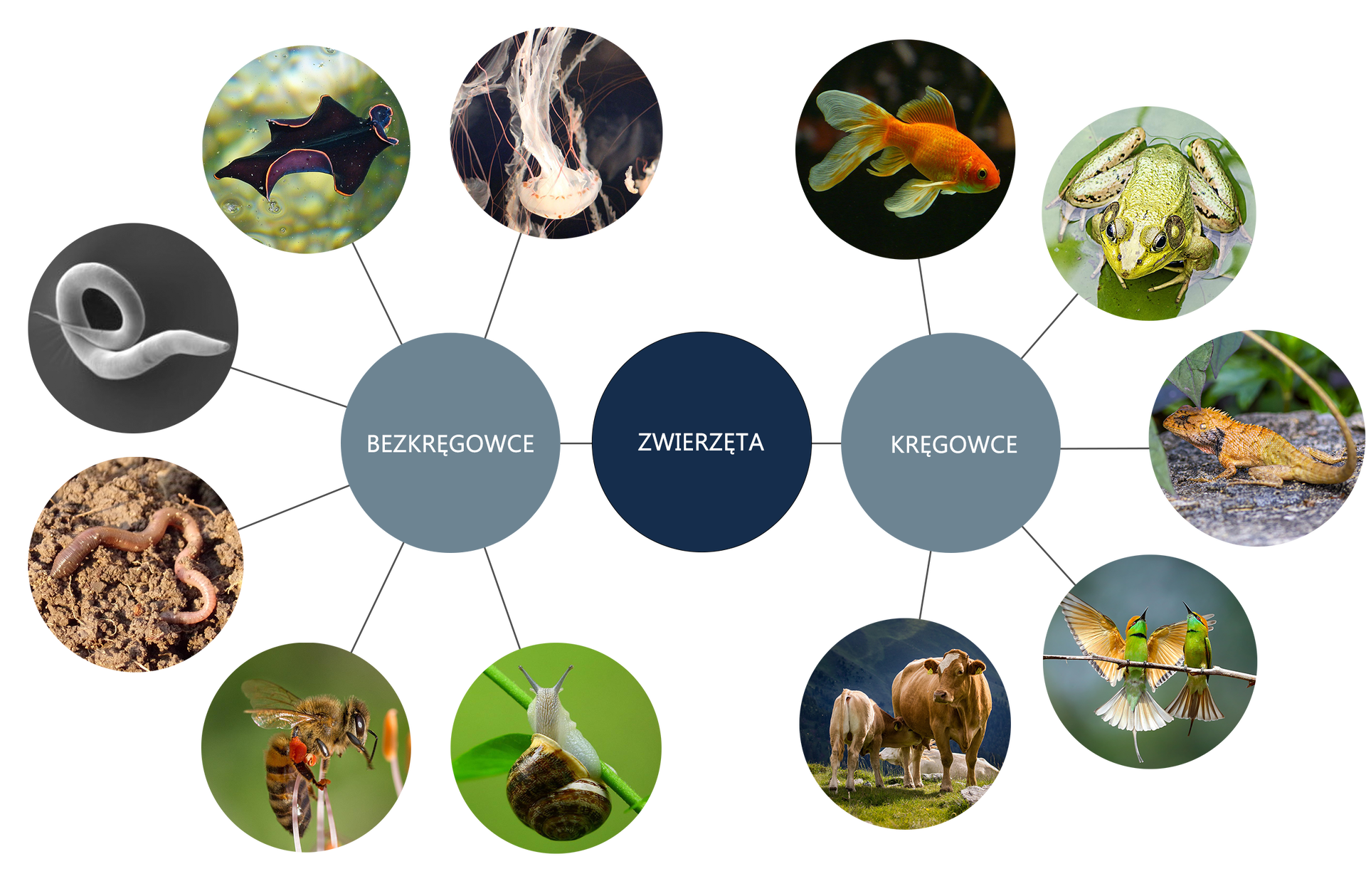 Grafika przedstawia schemat utworzony z okręgów. W centrum znajduje się okrąg z napisem „zwierzęta". Po prawej stronie znajduje się połączony z nim okrąg opisany „kręgowce". Z nim połączone jest pięć okręgów przedstawiających zdjęcia zwierząt. Pierwszy przedstawia pomarańczową z jasnymi płetwami, małą rybę akwariową na ciemnym tle. Drugi okrąg przedstawia jasnozieloną żabę, otoczoną wodą. Trzeci okrąg przedstawia pomarańczową jaszczurkę z wydłużonym ciałem i zawiniętym ogonem. Czwarty okrąg przedstawia dwa zielono‑pomarańczowe, niewielkie ptaki. Piąty przedstawia brązowo‑białą krowę i cielę. Widoczny jest także drugi okręg, bezkręgowce. Z niego odchodzi sześć kolejnych okręgów. Pierwszy przedstawia białą meduzę z okrągłą, spłaszczoną jamą gastralną i bardzo długimi czułkami. Drugi przedstawia czarnego, z pomarańczowymi, pofalowanymi brzegami, szerokiego płazińca. Trzeci przedstawia białego, zawiniętego, długiego nicienia. Czwarty przedstawia różową, długą, pozginaną dżdżownicę. Piąty przedstawia pomarańczowo‑czarną pszczołę z długim odwłokiem i drobnymi, przeźroczystymi skrzydłami. Szósty przedstawia brązowo‑żółtego ślimaka z długa nogą i cienkimi czułkami.