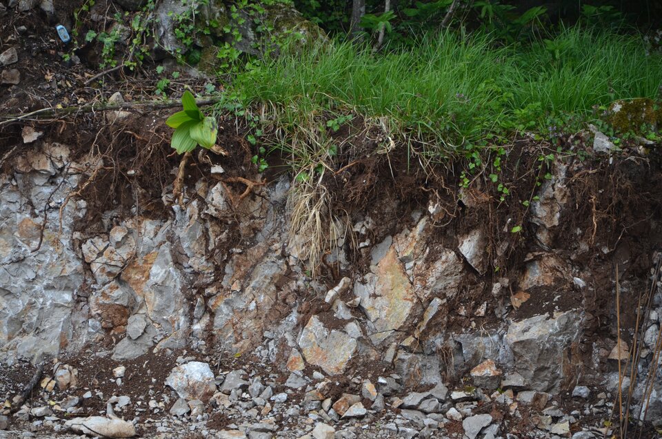 Zdjęcie ukazuje profil glebowy rędziny. Na powierzchni rośnie niska trawa i inne drobnolistne, niskie rośliny. Pierwsza warstwa ziemi jest ciemnobrązowa, kasztanowa, po nią znajdują się duże fragmenty skał w kolorze szarym.