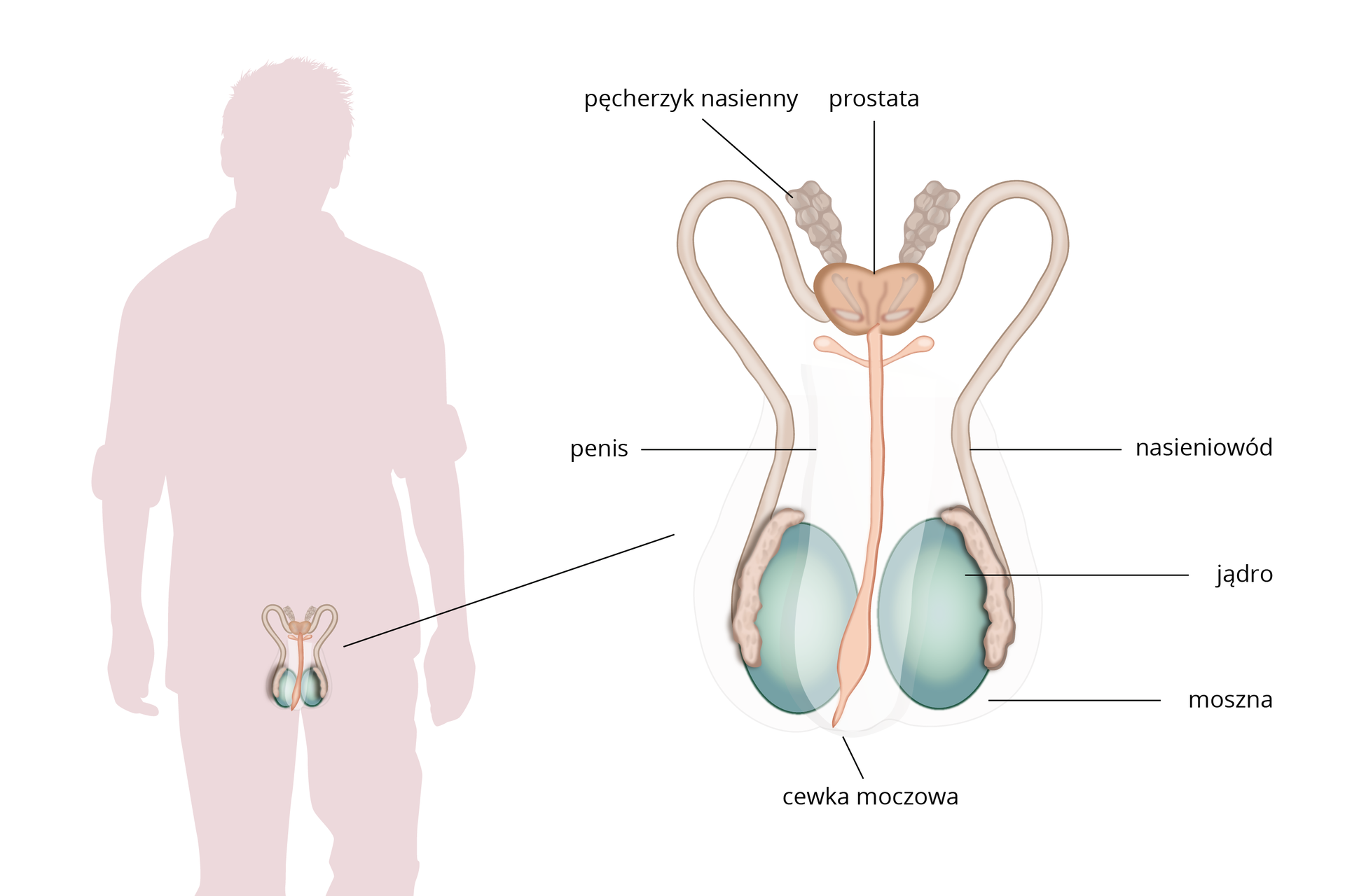 Schemat przedstawia budowę układu rozrodczego mężczyzny. Po lewej stronie sylwetka mężczyzny z układem rozrodczym umieszczonym w obrębie miednicy. Po prawej stronie schemat układu rozrodczego z opisem. Kulistego kształtu parzyste jądra umieszczone w mosznie łączą się z długimi przewodami – nasieniowodami. Następnie uchodzą do nich pęcherzyki nasienne. Nieparzysta prostata łączy się cewką moczową, która biegnie w obrębie prącia.
