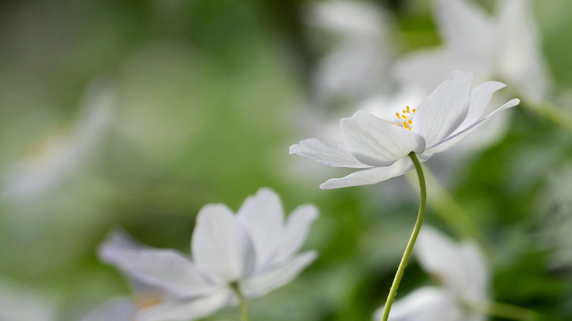 Zdjęcie przedstawia kwiaty zawilca.