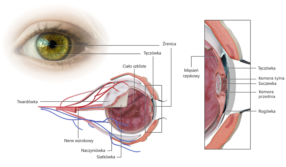 Ilustracja przedstawia budowę oka. Biała błona otaczająca gałkę oczną to twardówka. Pod twardówką znajduje się warstwa naczyniówki. Pod nią znajduje się warstwa siatkówki. W gałce znajduje się ciało szkliste. Kolorowa obręcz znajdująca się w centralnej części oka, to tęczówka. Wewnątrz tęczówki znajduje się mniejszy okrąg, jest czarny. To źrenica. Za źrenicą znajduje się soczewka. Przed soczewką znajduje się rogówką. W górnej i dolnej części źrenicy znajdują się mięśnie rzęskowe. Gałka oczna połączona jest z mózgiem człowieka nerwem wzrokowym. Pomiędzy soczewką o tęczówką oznaczono komorę tylną, a między tęczówką i rogówką komorę przednią.