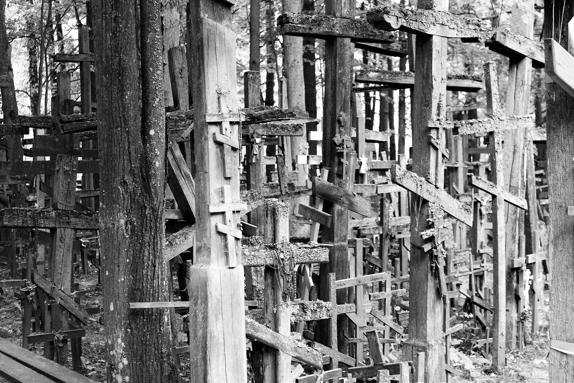 Zdjęcie przedstawia dużą ilość prostych, drewnianych krzyży na Grabarce. Mniejsze krzyże przybite są do większych.  