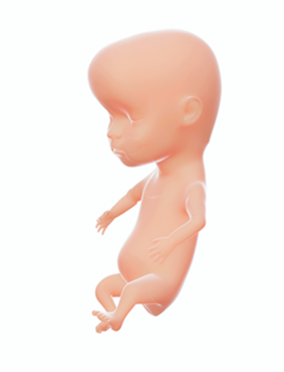 Ilustracja przedstawia dziecko w siódmym miesiącu ciąży. Ma 40–45 cm długości i waży 1,3‑1,6 kg. Posiada tułów, ręce, nogi, jedynie jego głowa jest nieproporcjonalnie duża w stosunku do reszty ciała. 