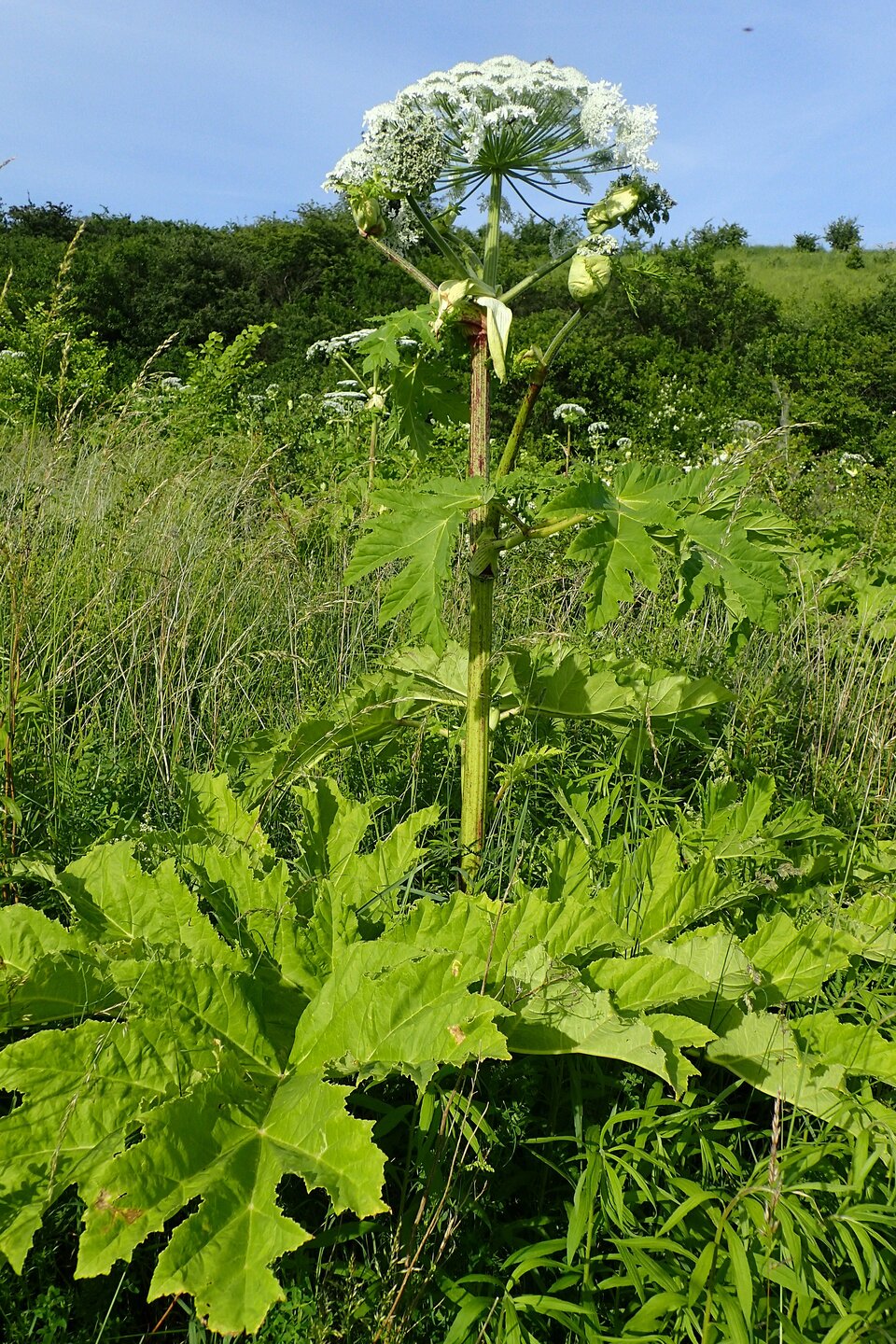 Zdjęcie przedstawia barszcz Sosnowskiego. Jest to roślina o długiej, grubej, zielonej łodydze. Jej liście są skrętoległe, pierzaste. Składają się z szerokich, tępo zakończonych odcinków. Wzdłuż brzegu blaszki liściowej znajdują się krótkie, zaokrąglone ząbki. Kwiaty zebrane są w gęsty i duży baldach o dużej średnicy, składający się z kilkudziesięciu baldaszków wyrastających na krótko owłosionych promieniach. 