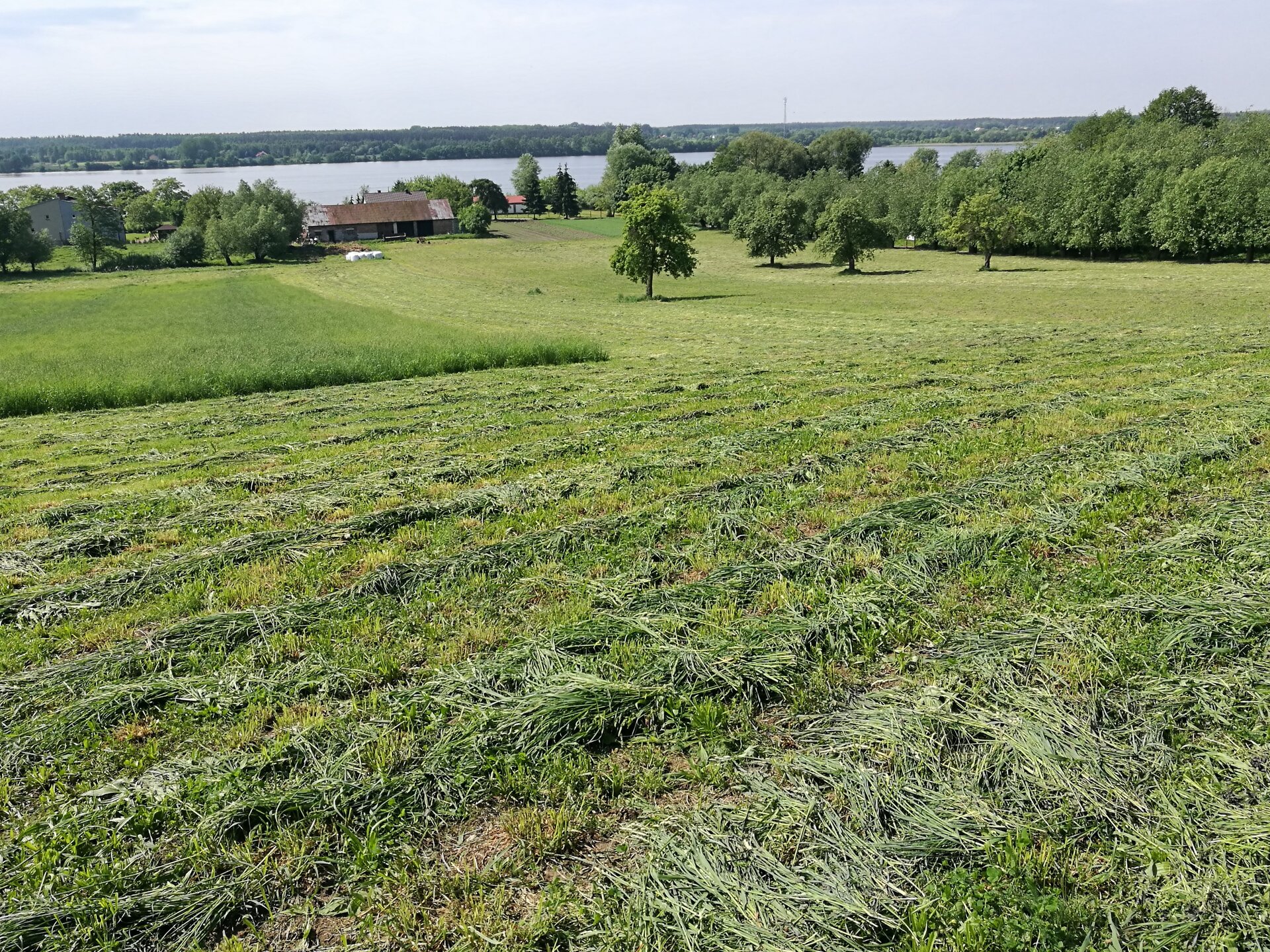 Fotografia przedstawia pochylony stok, na którym znajduje się skoszone siano. Poniżej Wisła.