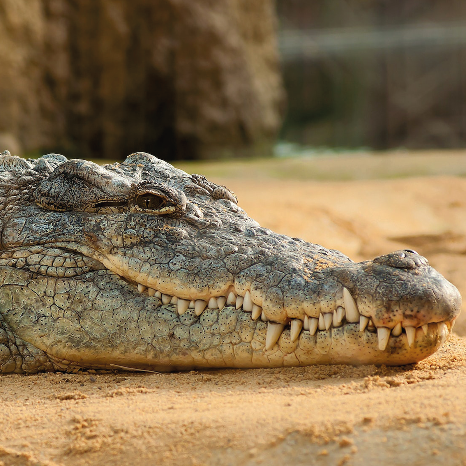 Ilustracja przedstawia głowę krokodyla, pełzającego po ziemi. Z jego zamkniętej paszczy, wystają ostre zęby. Jego skóra pokryta jest grubą łuską.