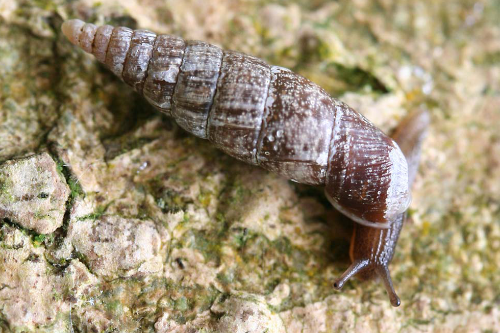 Fotografia przedstawia świdrzyka pospolitego -niewielkiego ślimaka o wąskiej, wrzecionowatej, lewoskrętnej muszli z wieloma skrętami, o niejednolitej, gdzieniegdzie rozbielonej ciemnobrązowej barwie. Z muszli wysunięta brązowa głowa ze sterczącymi czułkami. Ślimak znajduje się na omszałej skale.
