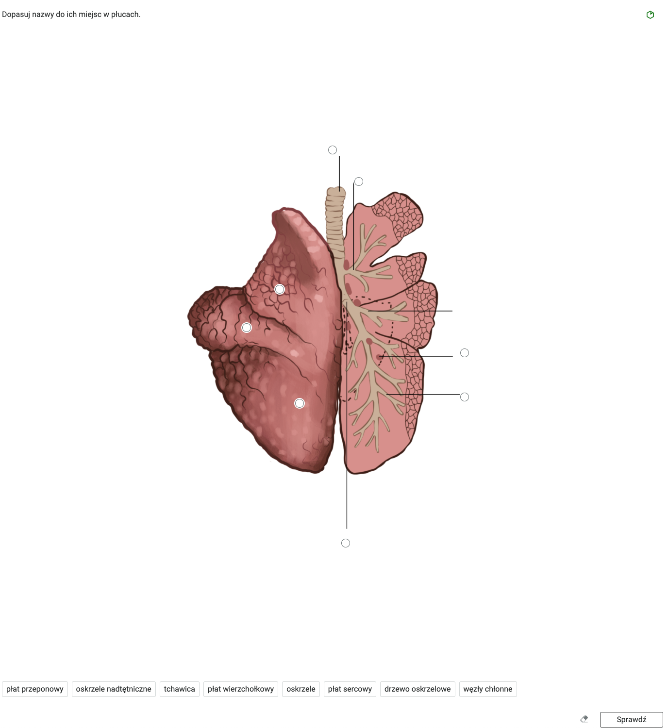 Ilustracja przedstawia rozwinięte ćwiczenie. Widoczna jest grafika płuc. Zadanie polega na dopasowaniu nazw organów w odpowiednie miejsca na grafice. W prawym dolnym rogu widoczna jest ikona gumki, a obok znajduje się biały prostokąt z czarnym obramowaniem i napisem: Sprawdź.