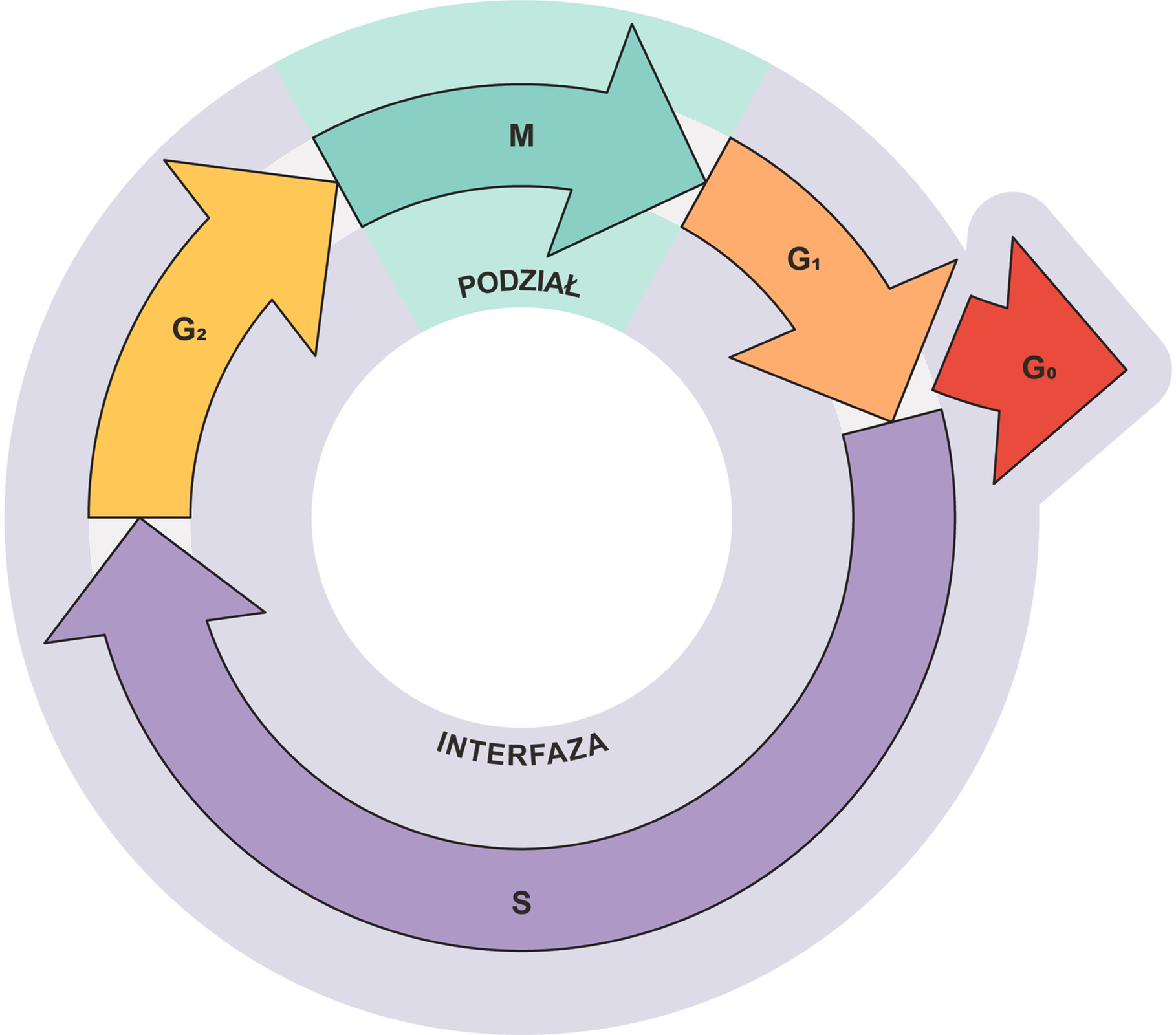Schemat kołowy przedstawia cykl komórkowy. Na cykl składają się dwie fazy: faza podziału i faza wzrostu -  interfaza. Schemat kołowy ma postać strzałek przechodzących jedna w drugą.  Oto kolejne fazy na schemacie. 1. Faza podziału M. 2. G indeks dolny 1. 3. G indeks dolny 0 (strzałka tej fazy skierowana jest na zewnątrz schematu, cyklu). 4. Interfaza S. 5. G indeks dolny 2 i cykl ponownie wraca do fazy podziału M. 