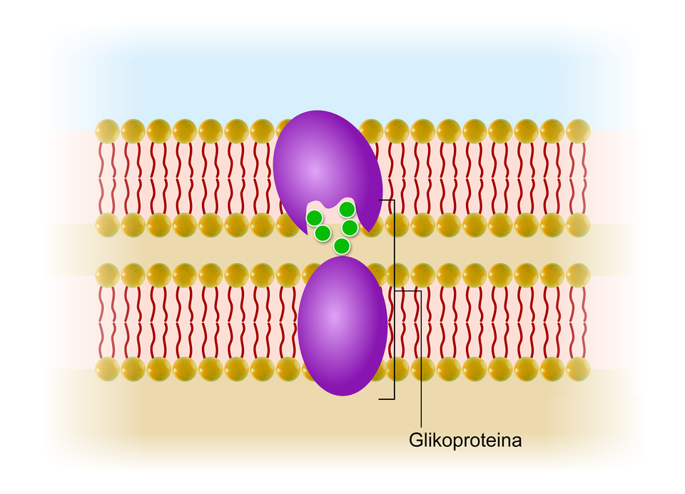 Grafika przedstawia schemat białek komunikujących się z innymi komórkami. Białka przedstawione są jako dwa fioletowe, owalne elementy, każdy zaczepiony w błonie komórkowej. Do komunikacji pomiędzy poszczególnymi białkami dochodzi przy pomocy cząsteczek sygnałowych wytwarzanych wewnątrz białka (przedstawione jako pięć zielonych kółek), przekazywanych z górnej warstwy błony do dolnej.