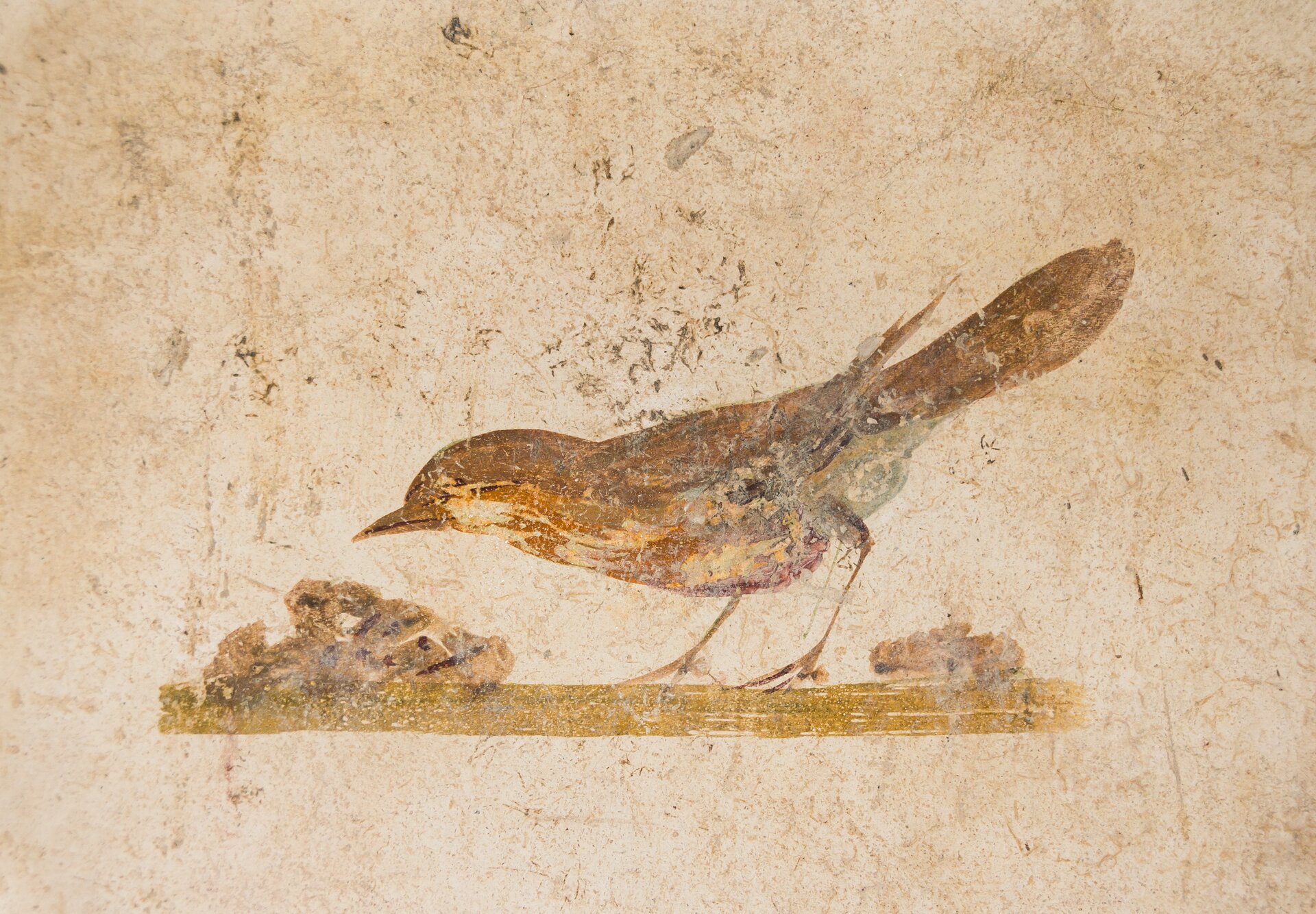 Ilustracja przedstawia fresk pochodzący z Willa Poppei w Oplontis. Fresk ukazuje ptaka, budującego gniazdo. Ptak jest koloru brązowego. Jego dziób skierowany jest w stronę gniazda.