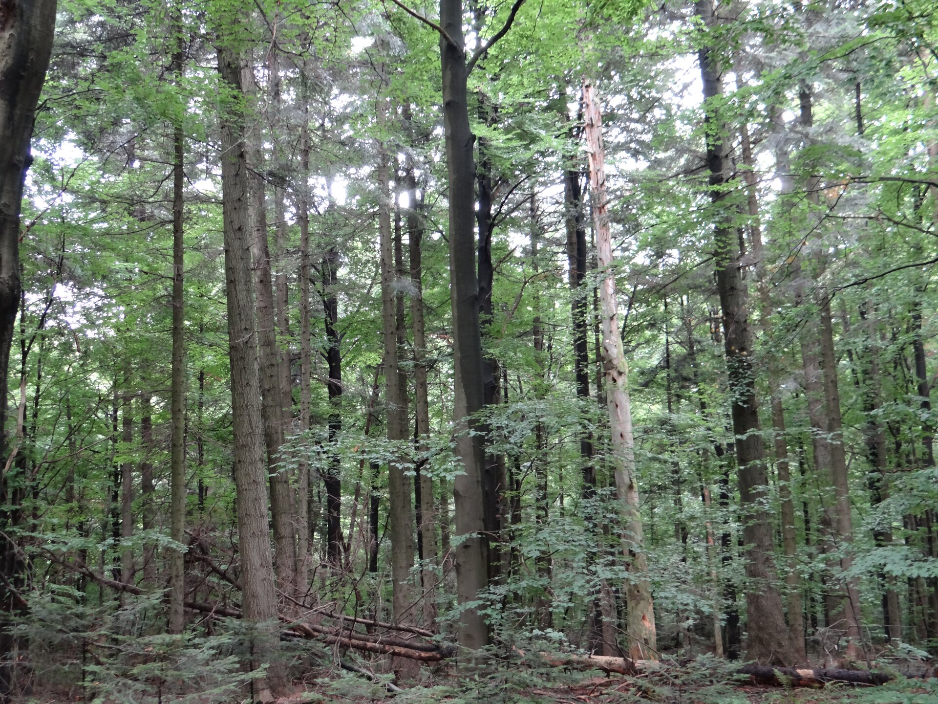 Fotografia przedstawiająca krajobraz puszczy jodłowej. Duża ilość wysokich drzew rosnących blisko siebie. Korony zasłaniają horyzont, ograniczają widoczność do kilkudziesięciu metrów. Na pierwszym planie jedno z drzew leży powalone na ziemi.
