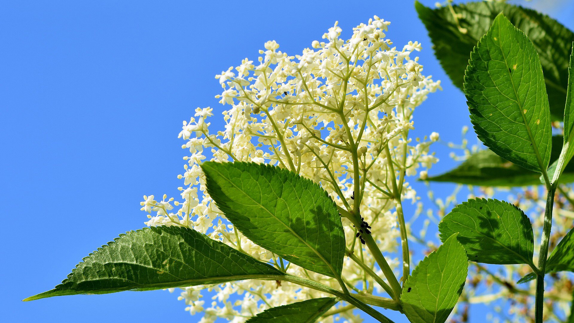 Zdjęcie przedstawia baldachim kwiatu czarnego bzu na niebieskim tle. Widoczne są białe, małe kwiatki zebrane w promienisty baldachim z gałązkami z jajowato‑eliptycznymi i ostro zakończonymi zielonymi listkami.