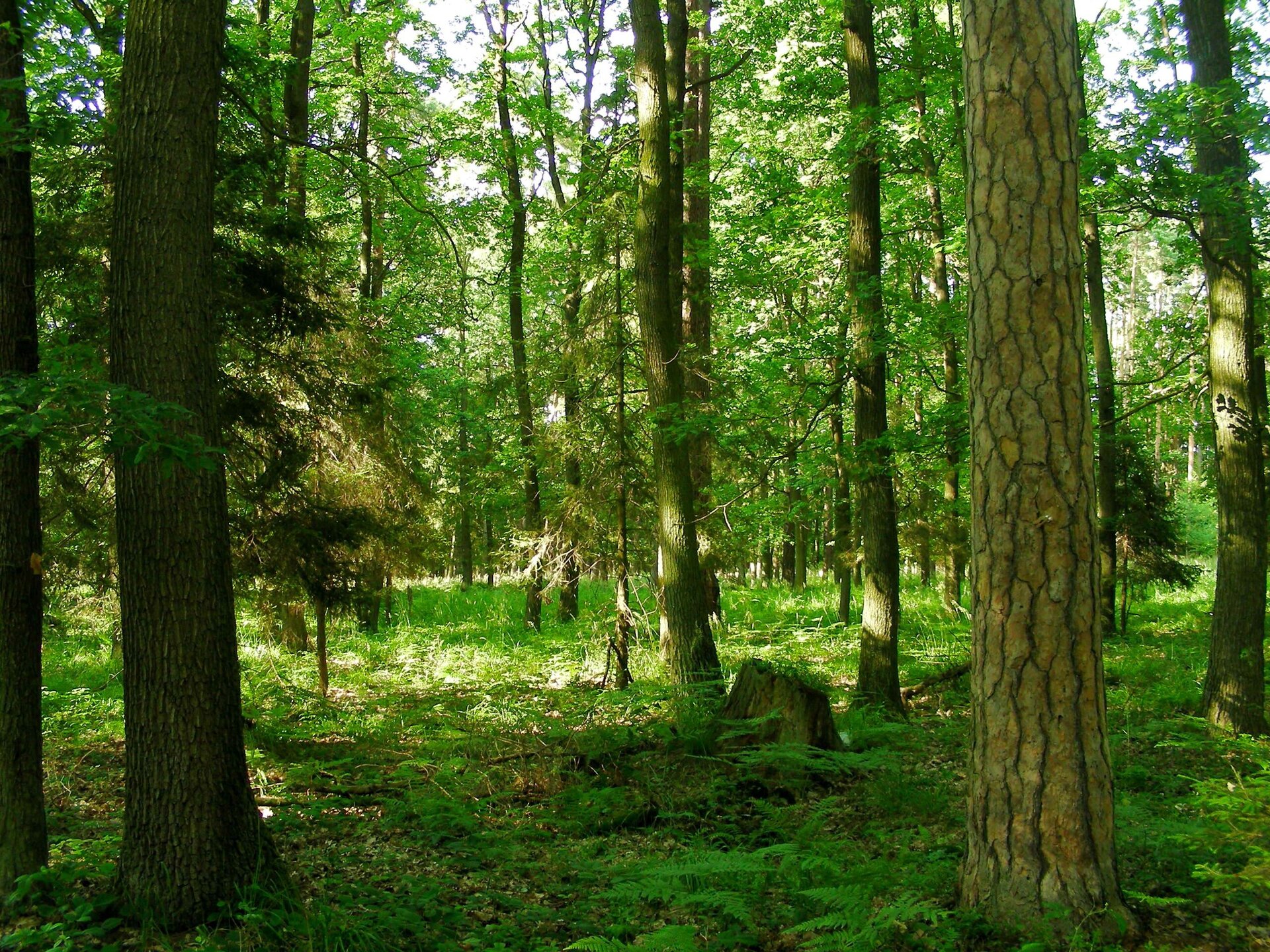 Fotografia lasu z przewagą drzew iglastych. Drzewa dość gęsto rozmieszczone względem siebie, brak ścieżek.