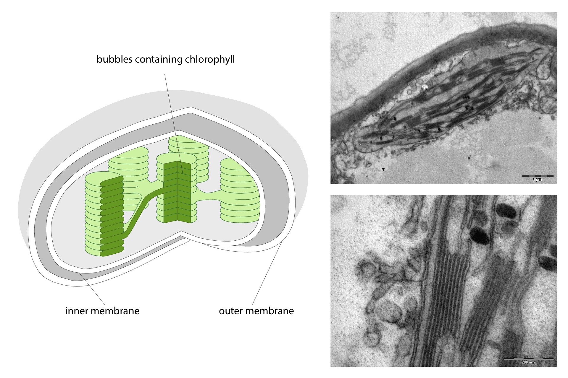 Ilustracja przedstawiająca schemat chloroplastu po lewej stronie ilustracji.  Są wskazane jego poszczególne elementy chloroplastu: -pęcherzyki zawierające chlorofil bubbles containing chlorophyll, błona wewnętrzna, inner membrane, błona zewnętrzna outer membrane. Po prawej stronie ilustracji pokazane są obrazy submikroskopowe chloroplastu.