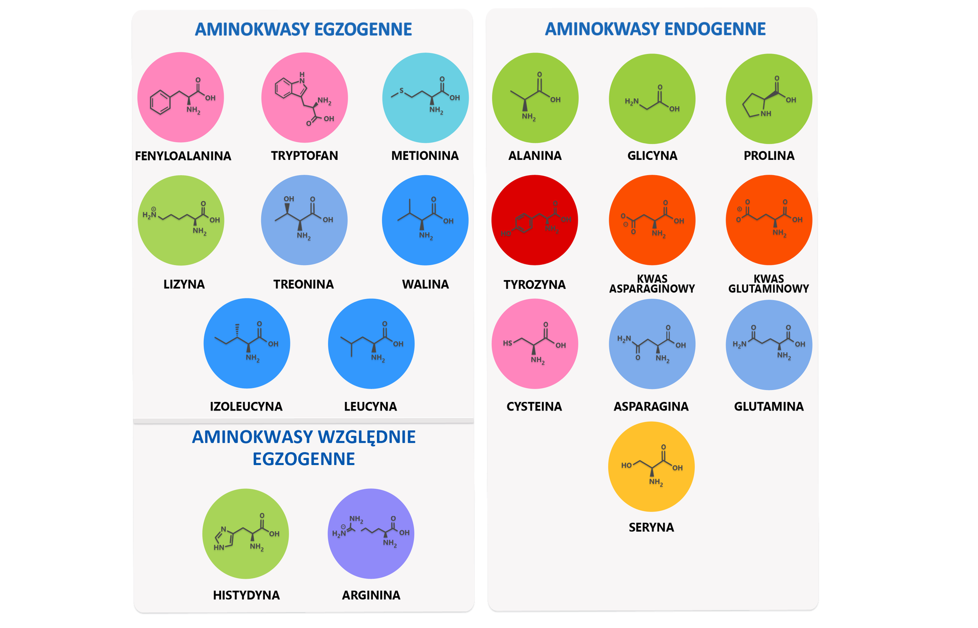 Grafika przedstawia podział aminokwasów. Zaprezentowane aminokwasy egzogenne to fenyloalanina o wzorze sumarycznym C indeks dolny 9 H indeks dolny 11 N O indeks dolny 2, tryptofan o wzorze sumarycznym C indeks dolny 11 H indeks dolny 12 N indeks dolny 2 O indeks dolny 2, metionina o wzorze sumarycznym C indeks dolny 5 H indeks dolny 11 N O indeks dolny 2 S, lizyna o wzorze sumarycznym C indeks dolny 6 H indeks dolny 14 N indeks dolny 2 O indeks dolny 2, treonina o wzorze sumarycznym C indeks dolny 4 H indeks dolny 9 N O indeks dolny 3, walina o wzorze sumarycznym C indeks dolny 5 H indeks dolny 11 N O indeks dolny 2, izoleucyna o wzorze sumarycznym C indeks dolny 6 H indeks dolny 13 N O indeks dolny 2, leucyna o wzorze sumarycznym C indeks dolny 6 H indeks dolny 13 N O indeks dolny 2, Kolejną kategorią są aminokwasy względnie egzogenne których przykładem jest histydyna o wzorze sumarycznym C indeks dolny 6 H indeks dolny 9 N indeks dolny 3 O indeks dolny 2, oraz arginina o wzorze sumarycznym C indeks dolny 6 H indeks dolny 14 N indeks dolny 4 O indeks dolny 2, Ostatnią kategorią, którą wyróżniono są aminokwasy endogenne do których zaliczono alaninę o wzorze sumarycznym C indeks dolny 3 H indeks dolny 7 N O indeks dolny 2, glicynę o wzorze sumarycznym C indeks dolny 2 H indeks dolny 5 N O indeks dolny 2, prolinę o wzorze sumarycznym C indeks dolny 5 H indeks dolny 9 N O indeks dolny 2, Tyrozynę o wzorze sumarycznym C indeks dolny 9 H indeks dolny 11 N O indeks dolny 3, kwas asparaginowy o wzorze sumarycznym C indeks dolny 4 H indeks dolny 7 N O indeks dolny 4, kwas glutaminowy o wzorze sumarycznym C indeks dolny 5 H indeks dolny 9 N O indeks dolny 4, cysteinę o wzorze sumarycznym C indeks dolny 3 H indeks dolny 7 N O indeks dolny 2 S, asparaginę o wzorze sumarycznym C indeks dolny 4 H indeks dolny 8 N indeks dolny 2 O indeks dolny 3, o wzorze sumarycznym C indeks dolny 5 H indeks dolny 10 N indeks dolny 2 O indeks dolny 3, i serynę o wzorze sumarycznym C indeks dolny 3 H indeks dolny 7 N O indeks dolny 3.