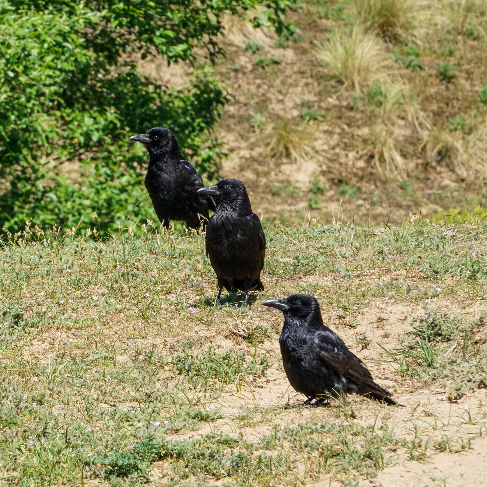 Zdjęcie przedstawiające trzy czarne ptaki stojące na trawie.