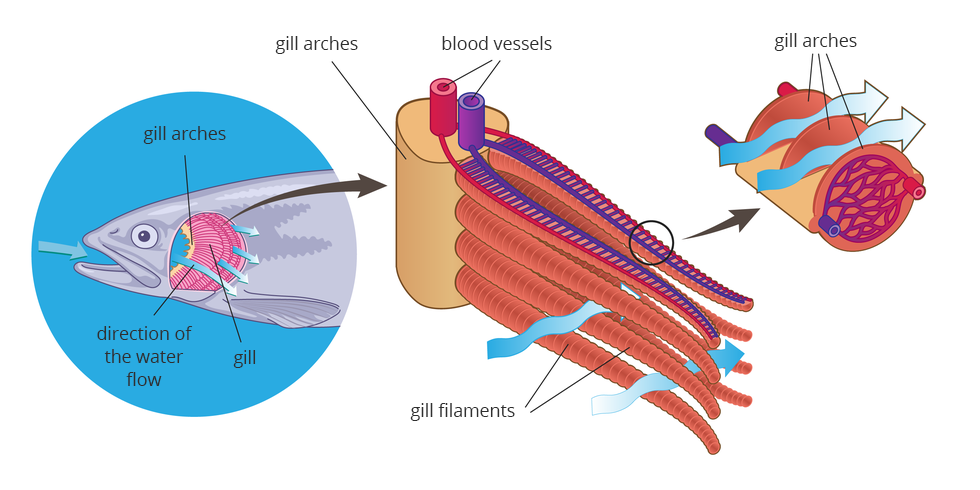 Ilustracja przedstawia kolejne powiększenia, obrazujące proces wymiany gazowej skrzelach. Z lewej na błękitnym kolistym tle szara głowa ryby z otwartym pyskiem i zdjętymi pokrywami skrzelowymi. Na łuku skrzelowym wrysowano różowe, półkoliste skrzela w trzech rzędach. Jasne strzałki wskazują kierunek przepływu wody: z pyska na zewnątrz przez skrzela. Środkowy rysunek to pionowy beżowy fragment łuku skrzelowego z czterema wałeczkowatymi listkami skrzelowymi. Na górnym wrysowano czerwone i fioletowe naczynia krwionośne, drabinkowo połączone. Niebieskie falowane strzałki obrazują przepływ wody przez skrzela. Ostatni rysunek przedstawia wycinek listka skrzelowego. Walcowata struktura jest podzielona na plasterki – blaszki skrzelowe. W jednej z nich ukazano siateczkę naczyń włosowatych, w których zachodzi wymiana gazowa. Symbolizują to kolory naczyń : niebieski, fioletowy i czerwony. Błękitne strzałki obrazują przepływ wody między blaszkami skrzelowymi.