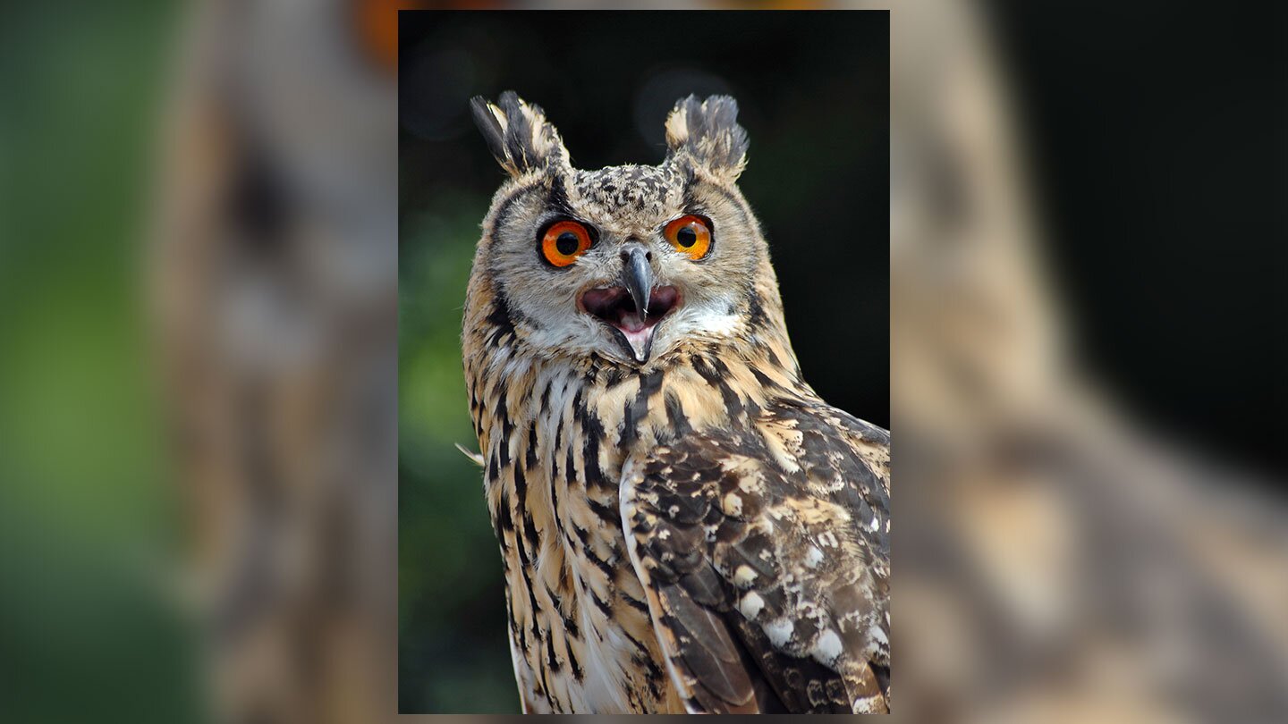 Fotografia prezentuje ptaka puchacza. Na fotografii widać tylko popiersie puchacza. Skoncentrowany spogląda przed siebie. Na szczycie głowy ma pióra szaroczarne przypominające uszy. Czarne źrenice oczu ptaka kontrastują z ciemnoczerwoną siatkówką. Upierzenie w różnych odcieniach brązu, gdzieniegdzie białe. Tło fotografii jest rozmyte.