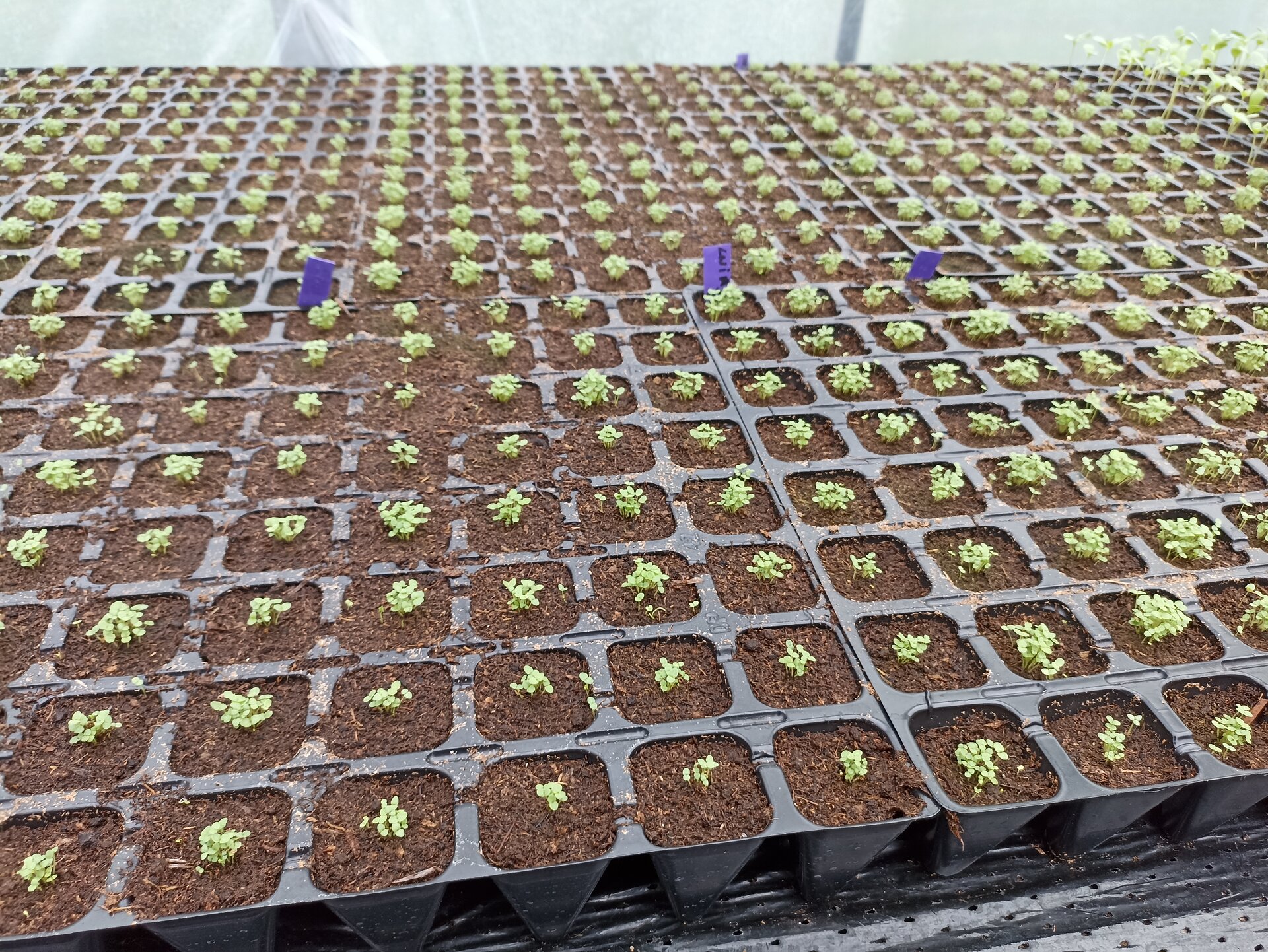 Zdjęcie przedstawia liczne siewki o drobnych zielonych liściach, kiełkujące w wielodoniczkach.