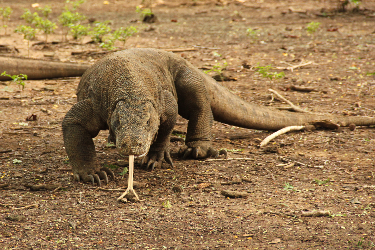 Zdjęcie warana z Komodo. Zwierzę jest jaszczurką mierzącą powyżej dwóch metrów długości. Ciało jaszczurki pokrywają łuski w kolorze szarym. Stoi przodem do obserwatora. Z pyska wystaje rozwidlony na końcu język. Pysk szeroki. Łapy masywne zakończone długimi pazurami.