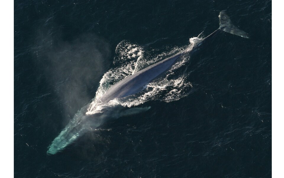 Ilustracja przestawia płetwala błękitnego w oceanie z wynurzonym grzbietem. 