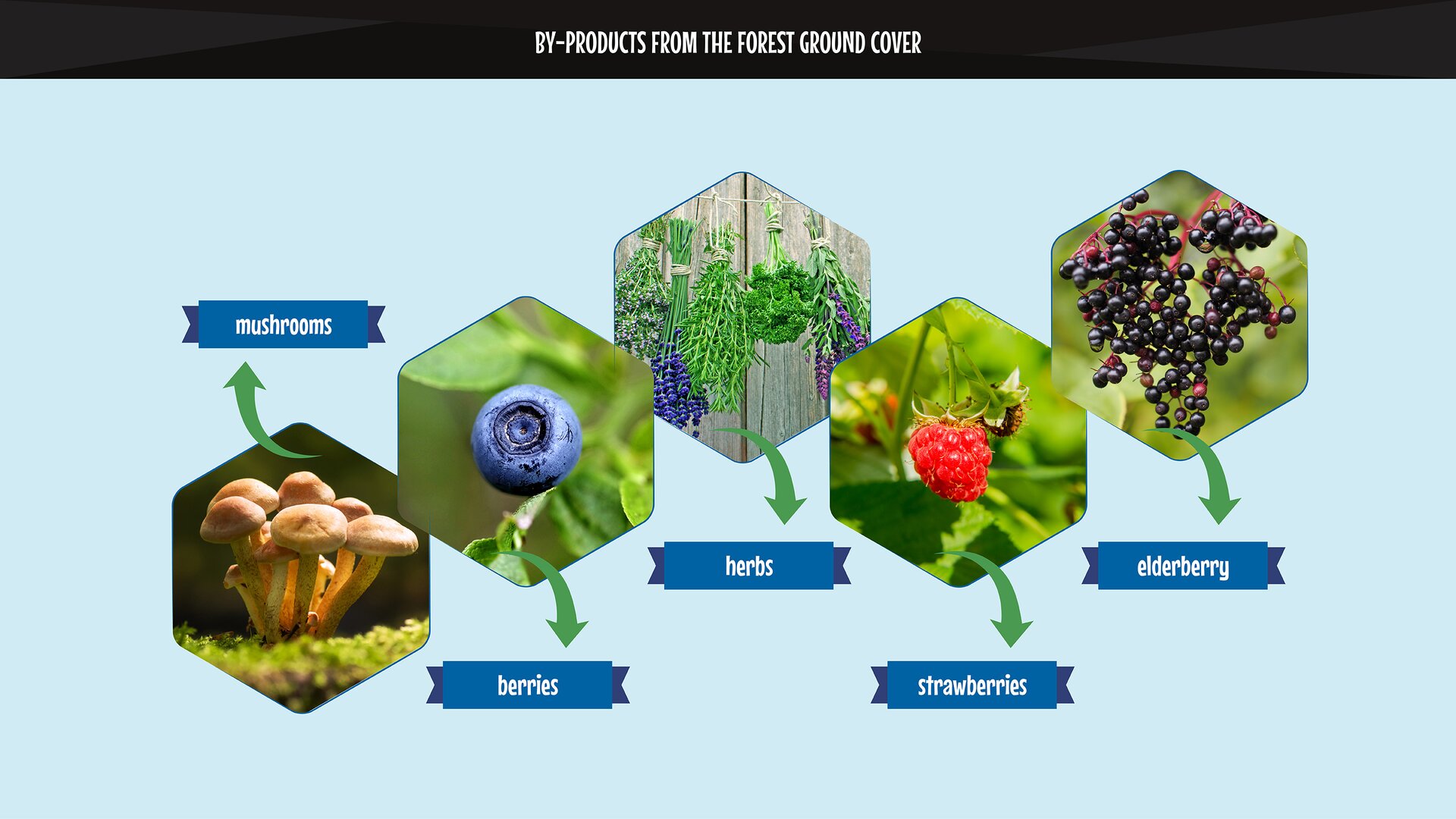 The photo presents by-products from the forest ground cover: mushrooms, herbs, berries, raspberries, elderberry. Grafika przedstawia użytki uboczne z runa leśnego - grzyby, zioła, jagody, maliny, dziki bez.