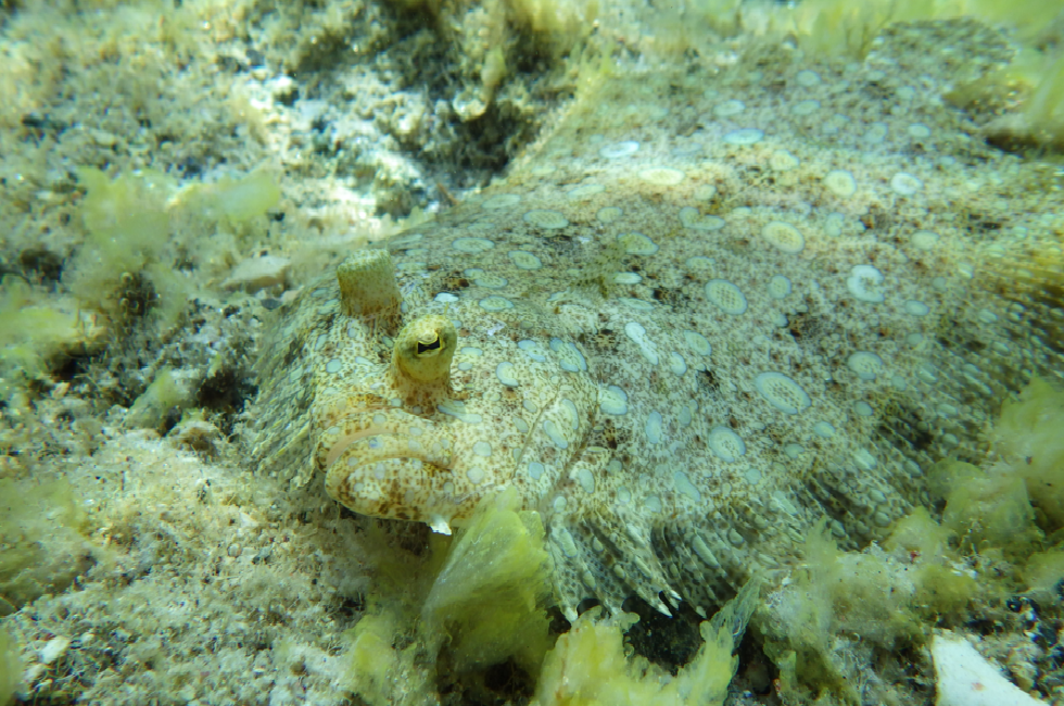 Fotografia przedstawia dno morza z leżącą na nim płasko flądrą. Cała fotografia w odcieniach szaro - żółtych w cętki. Położenie ryby można zidentyfikować po wystających oczach: głowa skierowana w prawo w dół. Ciało flądry na obwodzie ma gęste wyrostki, połączone skórą zamiast płetw.