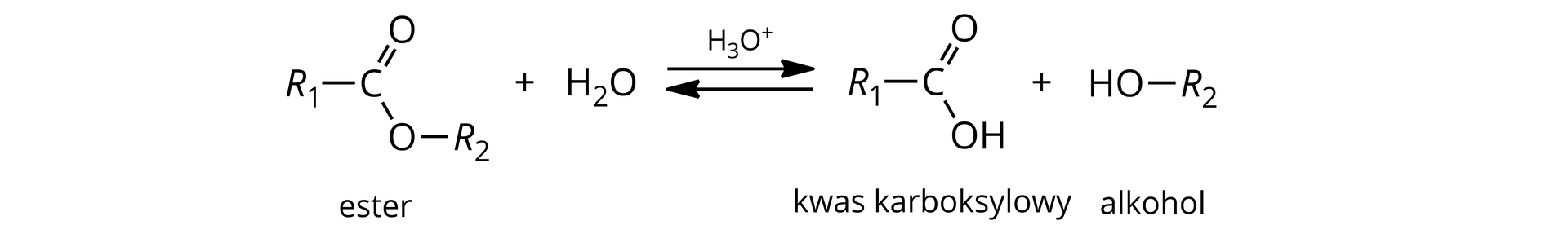 Ilustracja przedstawiająca schemat reakcji hydrolizy kwasowej estru. Cząsteczka estru zbudowana z grupy R1 związanej z atomem węgla połączonym za pomocą wiązania podwójnego z atomem tlenu i za pomocą wiązania pojedynczego z drugim atomem tlenu podstawionym grupą R2. Dodać cząsteczka wody. Strzałki równowagowe, nad strzałkami kation H3O+. Za strzałkami cząsteczka kwasu karboksylowego zbudowanego z grupy R1 związanej z atomem węgla połączonym za pomocą wiązania podwójnego z atomem tlenu oraz za pomocą wiązania pojedynczego z grupą hydroksylową OH. Dodać cząsteczka alkoholu zbudowana z podstawnika R2 połączonego z grupą hydroksylową OH.