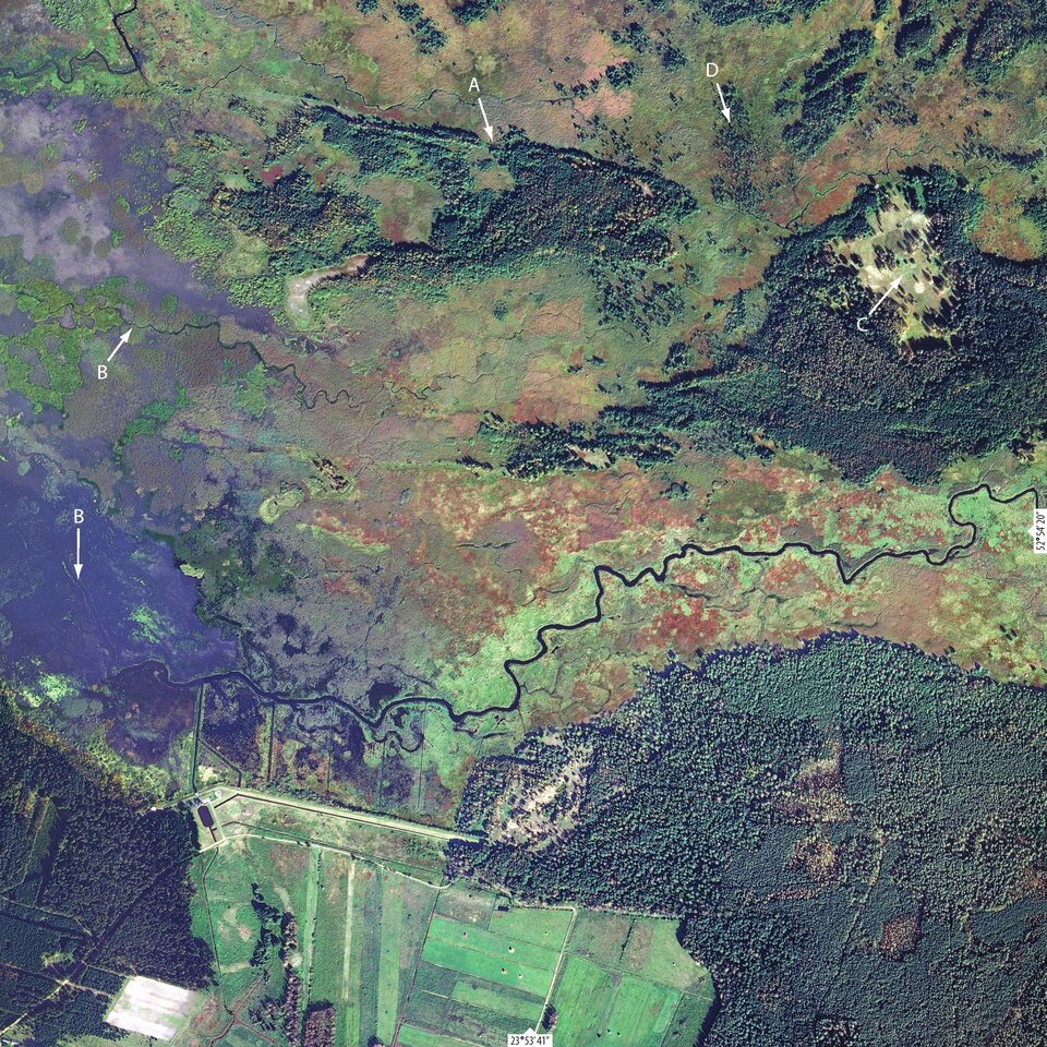 Ilustracja przedstawia zdjęcie satelitarne na Puszczę Białowieską, zwaną „leśnym sercem Polski”. Są na nim widoczne duże obszary leśne, ale też pola uprawne, rzeki, łąki. Na zdjęciu strzałkami wskazane są i oznaczone literami A,B,C i D miejsca opisane w tekście powyżej zdjęcia. Literą A oznaczono torfowiska wraz z nawydmowym lasem w pobliżu wsi Babia Góra w północnej części puszczy. Dwiema literami B po lewej stronie zdjęcia oznaczono ślady zalanej przez przez Zalew Siemianówka wsi Łuka. W prawym górnym narożniku zdjęcia literą C oznaczono śródleśną łąkę a literą D miejsce intensywnego procesu sukcesji roślinności leśnej na torfowisku.