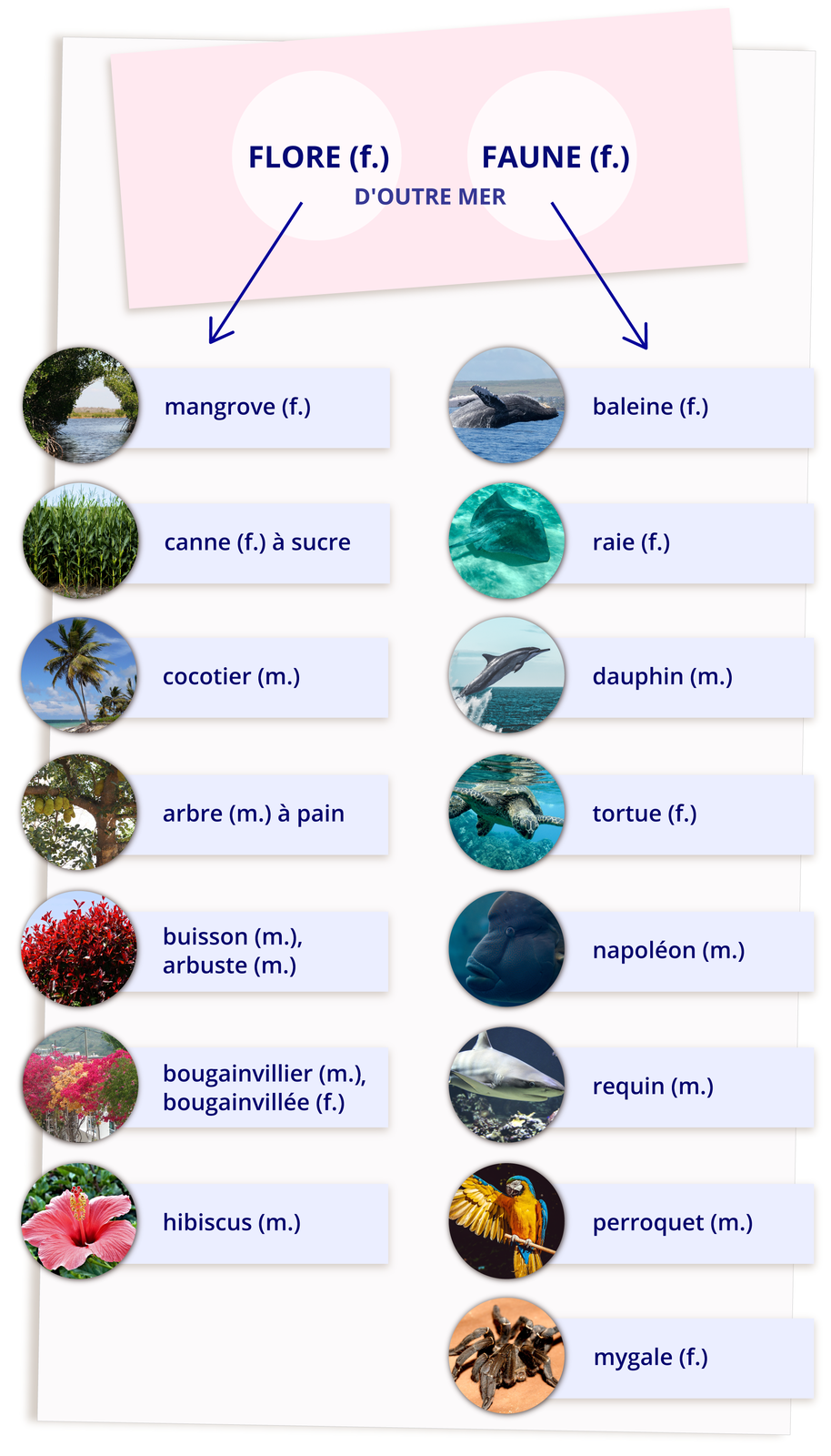 Grafika składa się z dwóch rzędów obrazków z podpisami. Rząd z lewej posiada nagłówek flore (f.) i poniższe obrazki z podpisami: namorzyny - mangrove (f.); trzcina cukrowa - canne (f.) à sucre; palma kokosowa - cocotier (m.); chlebowiec - arbre (m.) à pain; krzew - buisson (m.)/arbuste (m.); bugenwilla - bougainvillier (m.)/bougainvillée (f.); kwiat hibiskusa - hibiscus (m.).  Rząd z prawej posiada nagłówek faune (f.) i poniższe obrazki z podpisami: wieloryb -baleine (f.); płaszczka - raie (f.); delfin - dauphin (m.); żółw wodny - tortue (f.); napoleon/wargacz garbogłowy (ryba) - napoléon; rekin - requin (m.); papuga - perroquet (m.); tarantula - mygale (f.) Pomiędzy nagłówkami znajduje się również dopisek D’OUTRE MER.