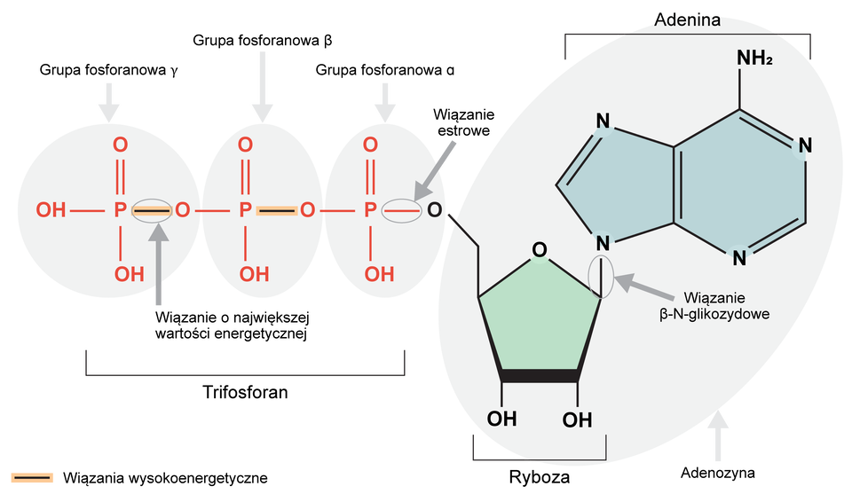 Na ilustracji przedstawiono schemat budowy cząsteczki ATP. Cząsteczka adenozynotrifosforanu jest zbudowana z trzech grup fosforanowych połączonych szeregowo mostkami tlenowymi. Do ostatniego tlenu grupy fosforanowej przyłączony jest pięcioczłonowy pierścień rybozy w pozycji 1. W pozycjach 2 i 3 pierścień umiejscowione są grupy hydroksylowe a w pozycji 4 przyłączona jest zasada adeninowa. Jest to dwupierścieniowy związek: jeden pierścień jest pięcioczłonowy drugi sześcioczłonowy. Atom azotu, przez który cząsteczka adeniny łączy się z rybozą, tworzy wiązanie pojedyncze z atomem węgla, a ten z kolei wiązanie podwójne z kolejnym atomem azotu. kolejne dwa atomy węgla tworzą wiązanie pierścienia sześcioczłonowego. U góry tego pierścienia jest przyłączona grupa aminowa, atom węgla połączony z nią łączy się z atomem azotu, ten z kolei tworzy wiązanie z atomem węgla, który tworzy wiązanie z atomem azotu. Pierścień sześcioczłonowy jest pierścieniem aromatycznym.