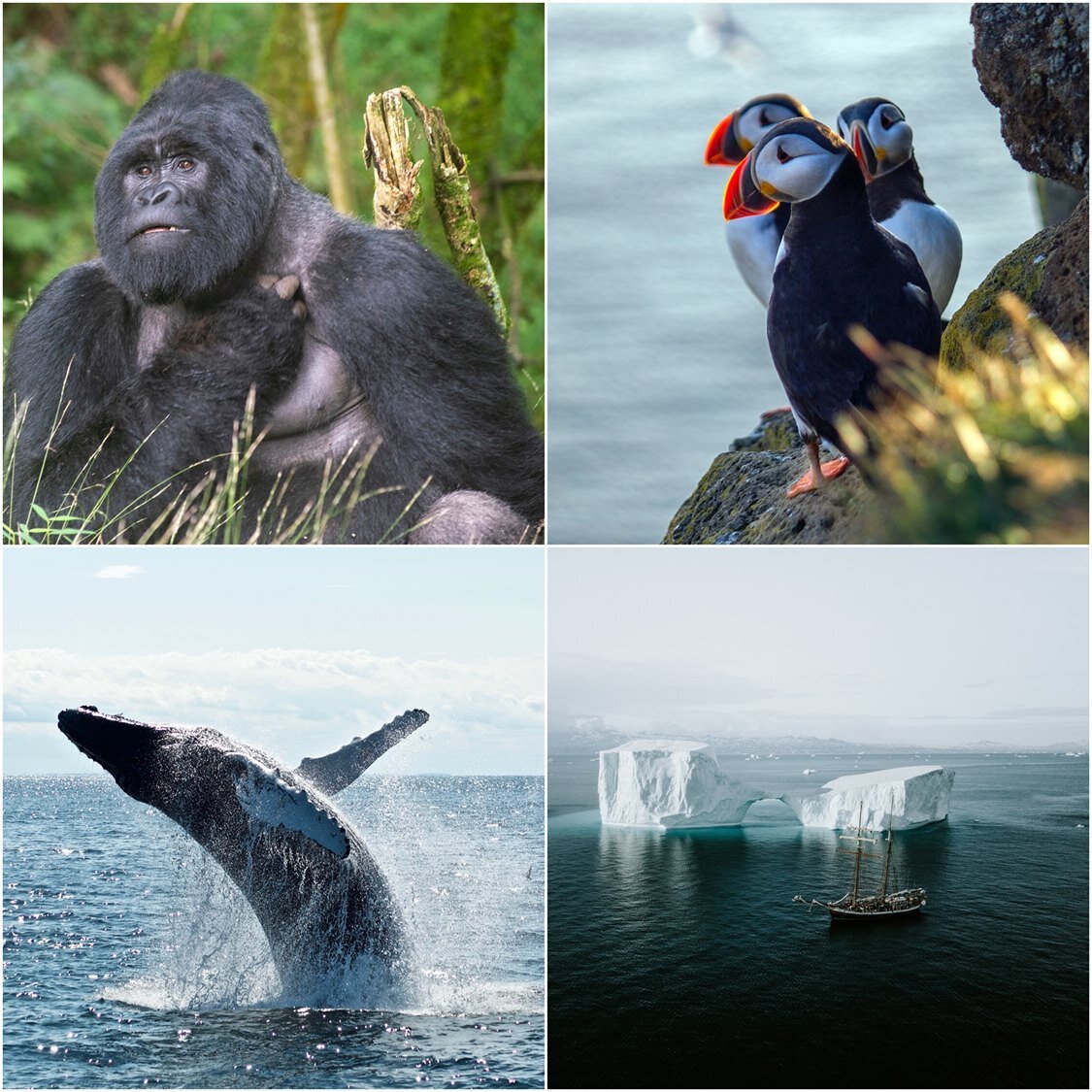 Ilustracja składa się z czterech zdjęć. Zdjęcie w lewym górnym rogu przedstawia siedzącego goryla, który drapie się prawą łapą po szyi. W tle widoczny jest zielony gąszcz. Zdjęcie w prawym górnym rogu przedstawia 3 ptaki wodne – maskonury zwyczajne, z czerwonymi nogami i dziobem. Głowy, karki, grzbiety, ogony i skrzydła oraz szyje ptaków są czarne, a boki głowy i gardła są w kolorze jasnoszarym, zaś pióra na piersi i brzuchu w kolorze białym. Zdjęcie w lewym dolnym rogu przedstawia wieloryba wyskakującego z wody. Zdjęcie w prawym dolnym rogu przedstawia fragment oderwanego lodowca dryfującego w wodzie. W przedniej części zdjęcia na zbiorniku wodnym widoczny jest niewielki statek. 