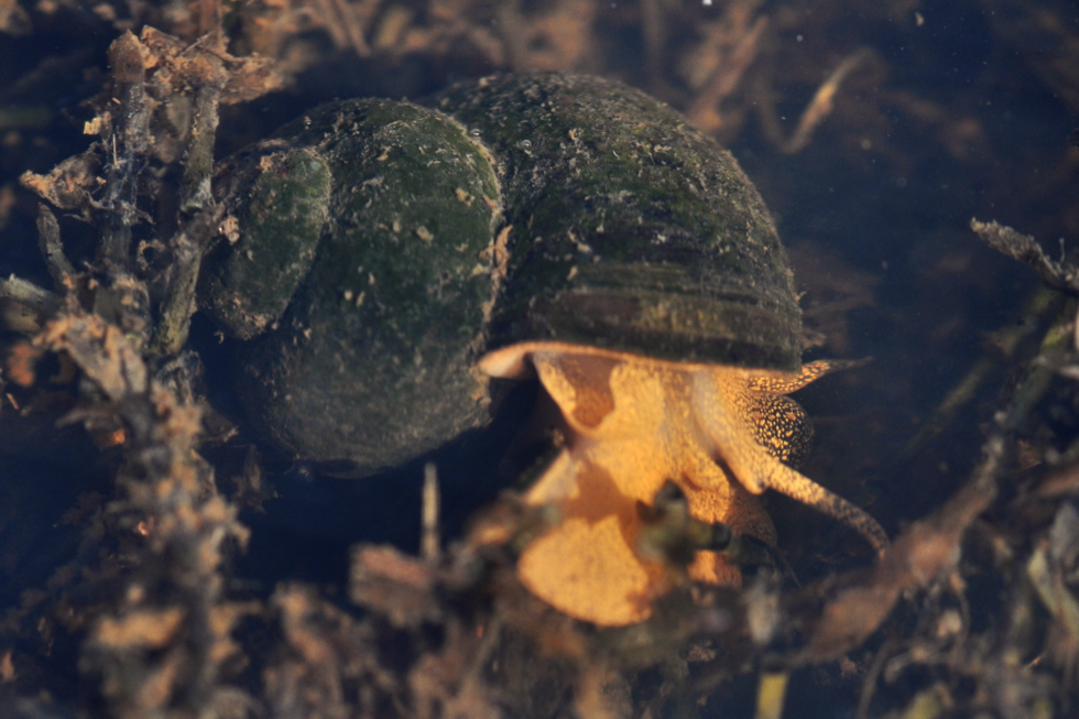 Fotografia przedstawia żyworódkę rzeczną (Viviparus viviparus)  na dnie rzeki. Z zielonobrunatnej muszli nieznacznie wysunięte pomarańczowe ciało ślimaka w szare i brązowe plamki.  Muszla prawoskrętna. Skręty muszli płynnie wzrastające, szczyt tępo zakończony.