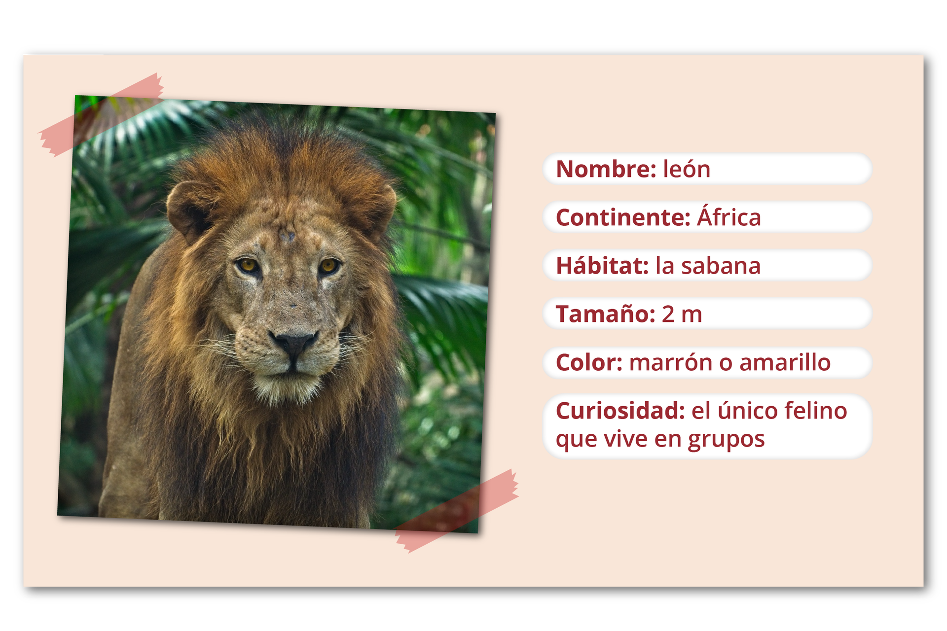 Zdjęcie lwa z grzywą, w tle liście. Obok informacje: Nombre - león. Continente: África. Hábitat: la sabana. Tamaño: dos metros. Color: marrón o amarillo. Curiosidad: el único felino que vive en grupos.