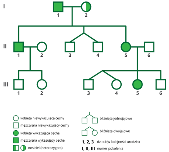 Grafika przedstawia rodowód. W I pokoleniu jest mężczyzna wykazujący cechę, którego zaznaczono zielonym kwadratem. Jego żoną jest kobieta będąca nosicielką (heterozygotą), którą oznaczono w połowie zamalowanym na zielono kółkiem. Mają czwórkę dzieci: - mężczyznę wykazującego cechę (zielony kwadrat), który jest żonaty z kobietą niewykazującą cechy (niezamalowane kółko) i mają dwójkę dzieci: mężczyznę niewykazującego cechy i kobietę niewykazującą cechy;- bliźnięta jednojajowe niewykazujące cechy (niezamalowane kwadraty),- kobietę wykazującą cechę (zielone kółko), której mąż nie wykazuje cechy (niezamalowany kwadrat) i mają czwórkę dzieci: bliźnięta dwujajowe niewykazujące cechy, kobietę wykazującą cechę i mężczyznę niewykazującego cechy.