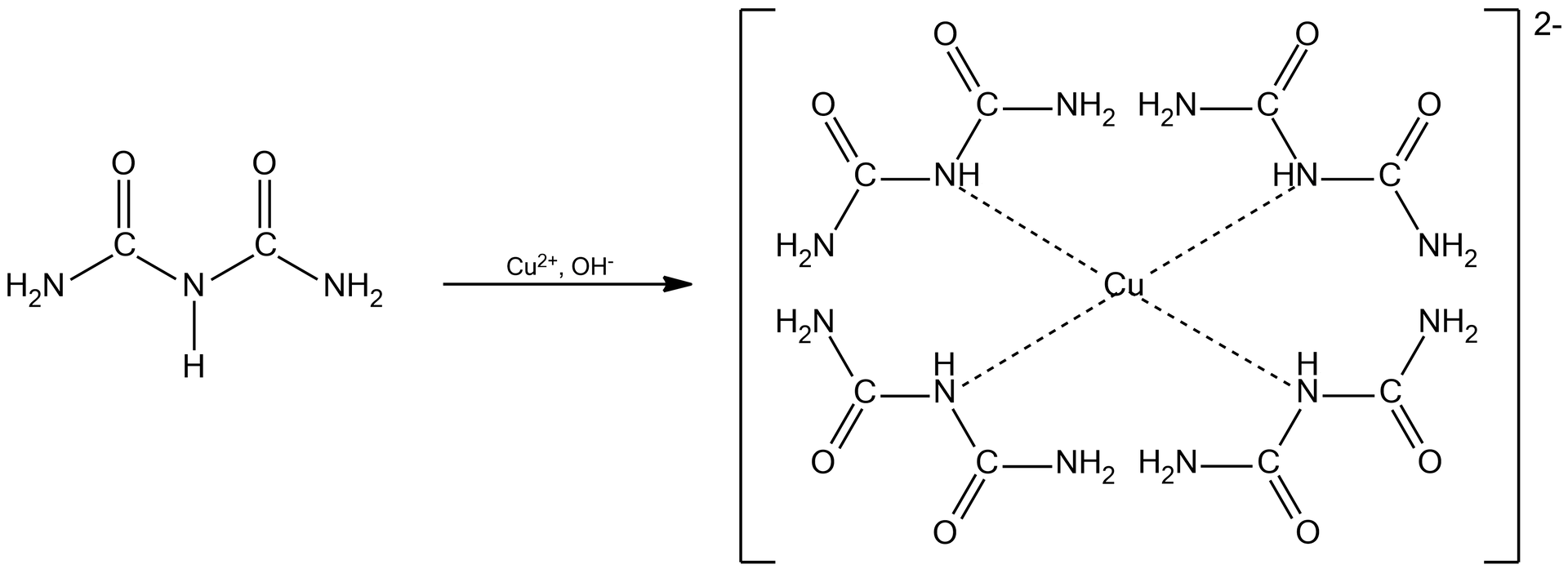 Ilustracja przedstawiająca schemat reakcji biuretowej. Biuret zbudowany z grupy aminowej NH2 związanej z atomem węgla połączonym za pomocą wiązania podwójnego z atomem tlenu oraz z grupą NH, która to wiąże się z atomem węgla, który to łączy się za pomocą wiązania podwójnego z atomem tlenu oraz za pomocą wiązania pojedynczego z grupą aminową NH2. Strzałka w prawo, nad strzałką Cu2+ oraz OH-. Za strzałką Kompleks biretu, w którym atom centralny stanowi jony miedzi na drugim stopniu utlenienia, który to łączy się za pomocą wiązań koordynacyjnych z czterema atomami azotu pochodzącymi od czterech grup NH czterech cząsteczek biuretu tworzących wspólnie kompleks. 