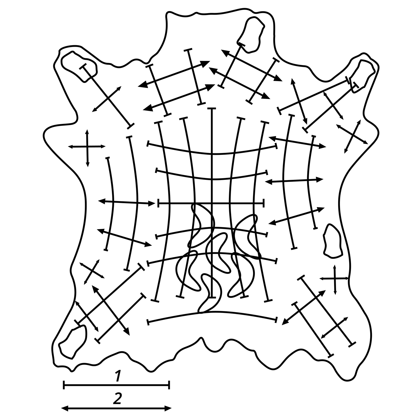 Widoczny duży nieregularny kształt, w środku którego znajdują się pojedyncze małe kształty prostokątne lub przypominające rogalik oraz liczne strzałki. Rysunek przedstawia skórę bydlęcą, na której strzałkami zaznaczone są kierunki największej ciągliwości, a znakami odcinka – kierunki najmniejszej ciągliwości. Ze znaków tych wynika, że tkanka skóry jest najmniej ciągliwa w kierunku wzrostu kości, a prostopadle do tego kierunku jej ciągliwość jest największa. Na rysunku skóry, pośrodku, w części kruponowej narysowane jest ułożenie przyszew, a znaki kierunków ciągliwości wskazują, że w tej części skóra najmniej się ciągnie.