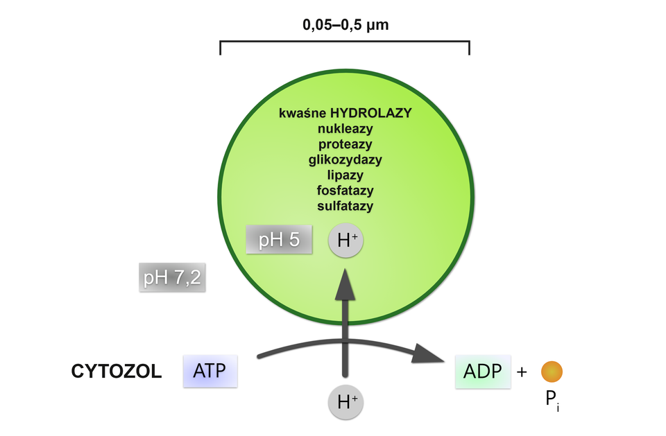 Grafika przedstawia schemat działania H+-ATPazy. Wewnątrz ATPazy znajdują się kwaśne hydrolazy, nukleazy, proteazy, glikozydazy, lipazy, fosfatazy i sulfatazy, które sprawiają, że środowisko wewnętrzne ma pH równe pięć. Przepompowując protony z cytoplazmy o pH równym około siedem przecinek dwa do wnętrza lizosomu przy użyciu ATP.